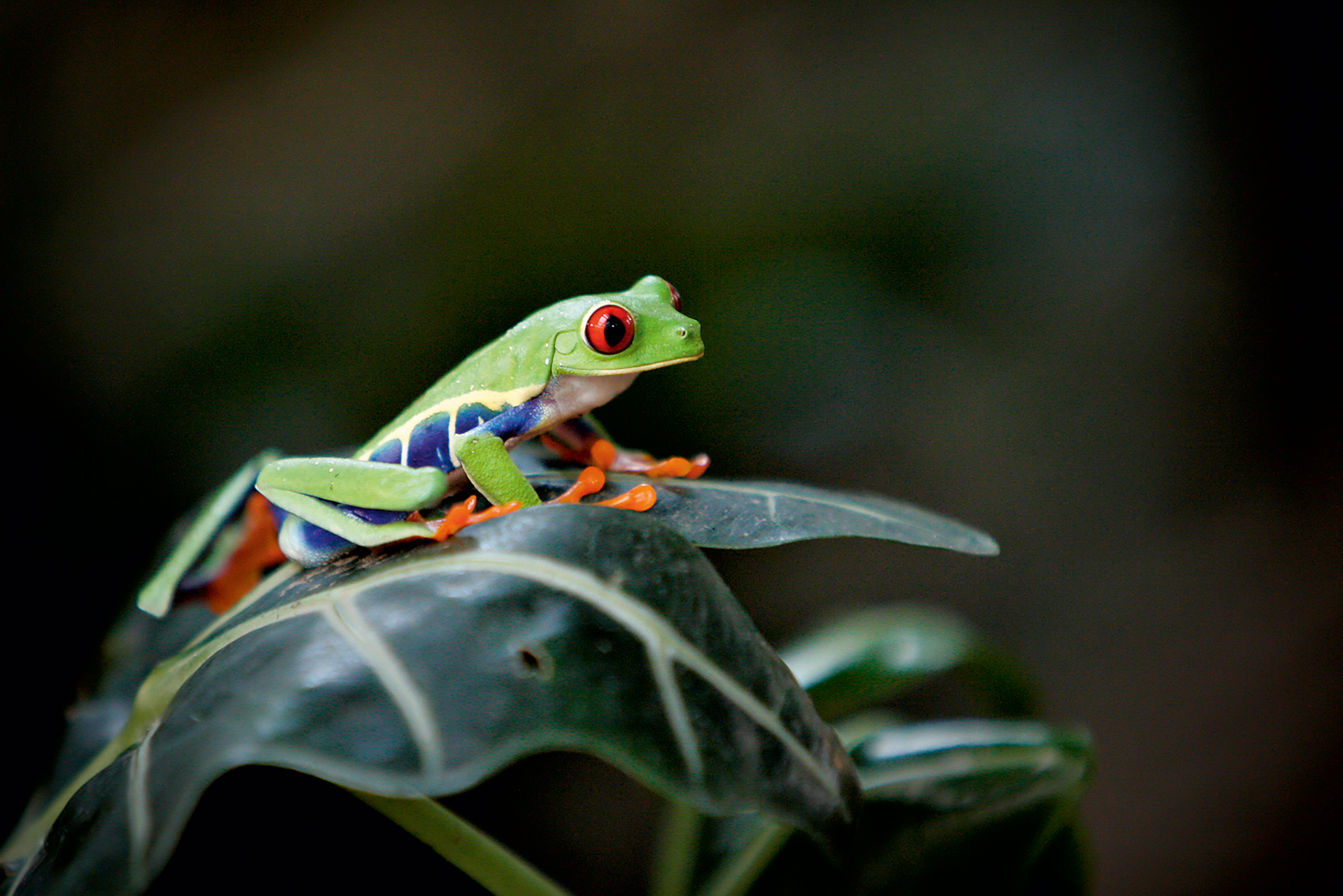 Red-eyed tree frog resting on a leaf