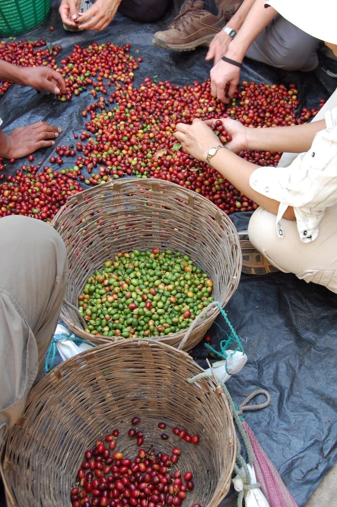 People sort coffee cherries in Guatemala.