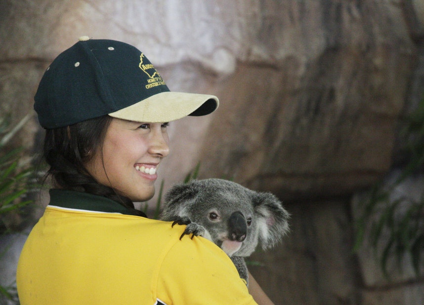 04 koala