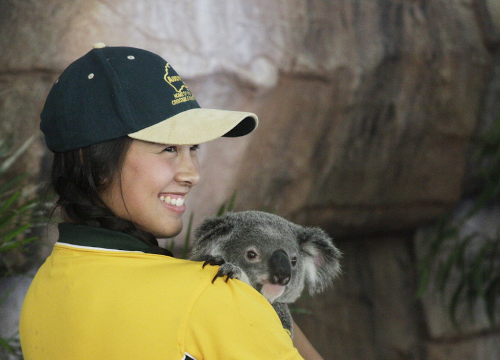 04 koala