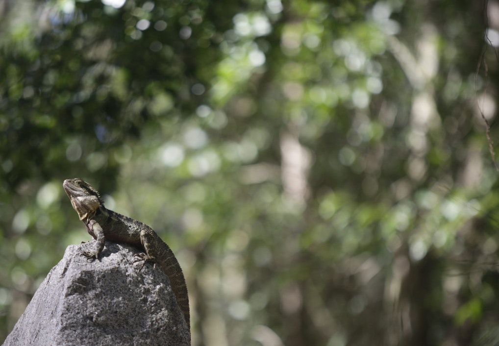 05 iguana