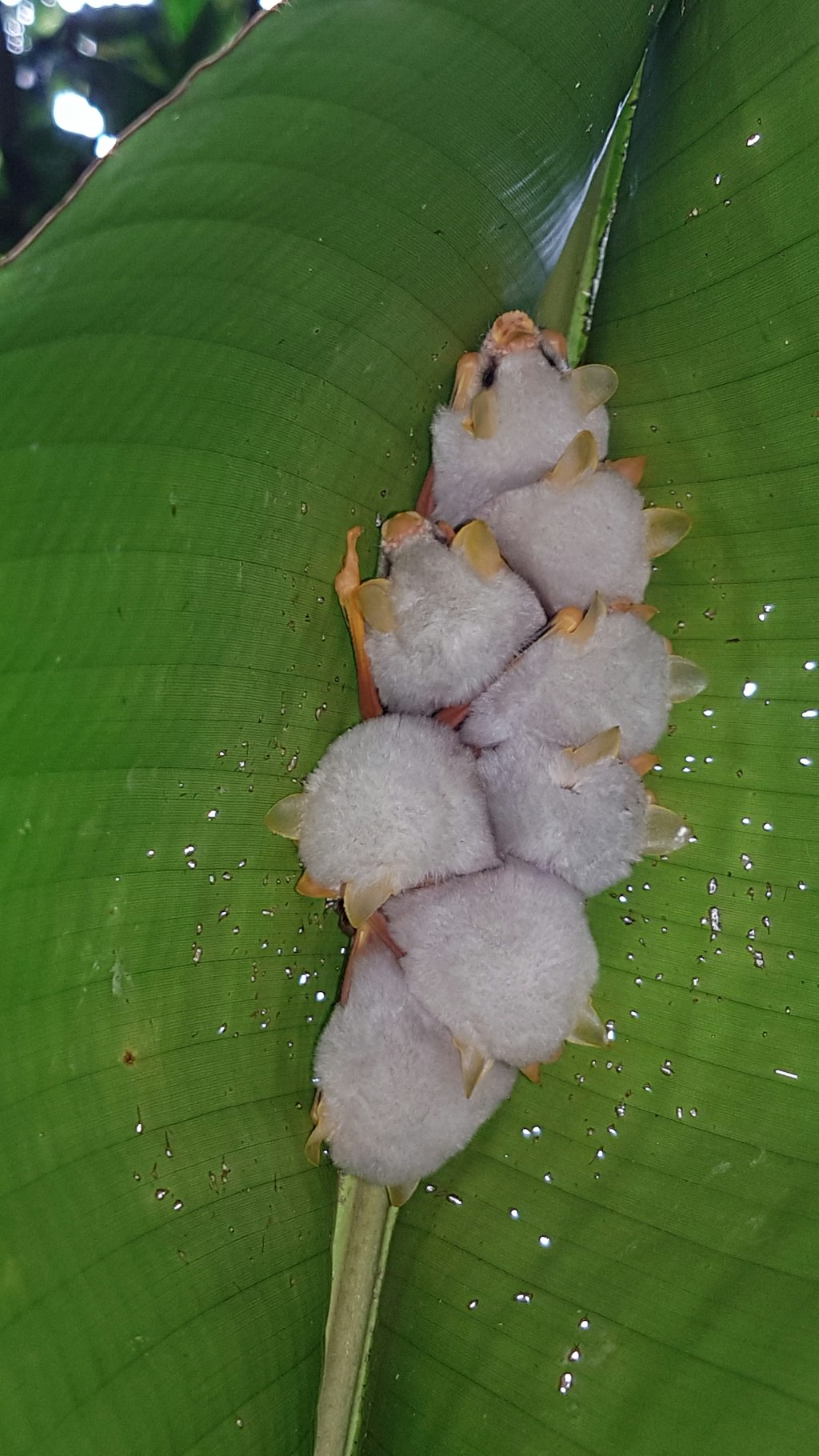 Honduran white bats
