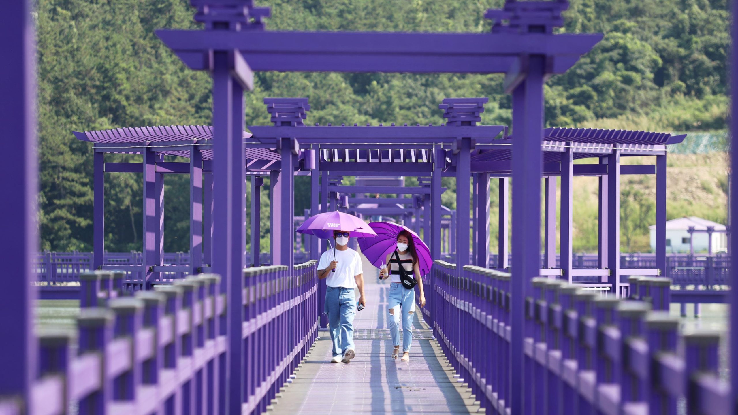 Visitors with purple umbrellas cross the purple bridge to Banwol, Korea's Purple Island