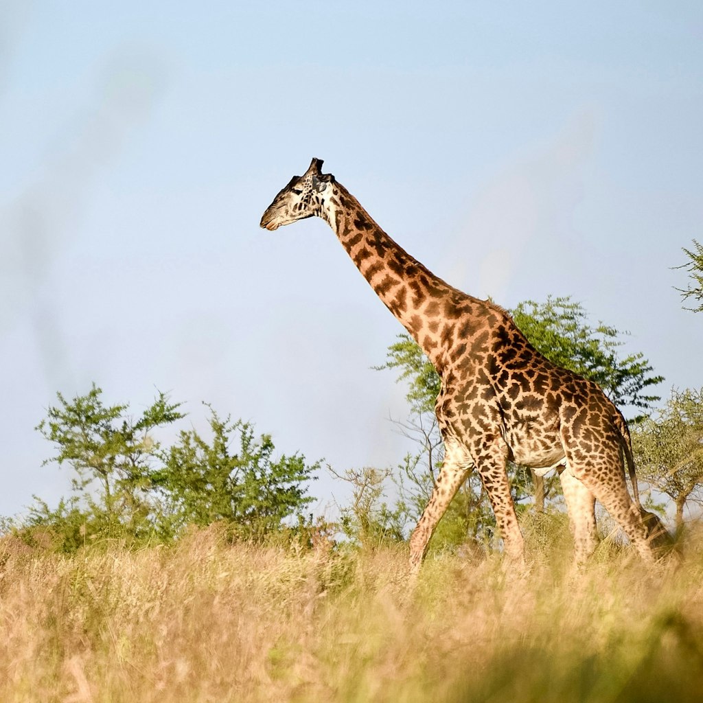 a giraffe spotted on one of its cas trips