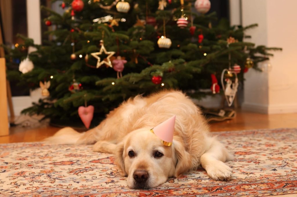 Dog in front of a christmas tree. 