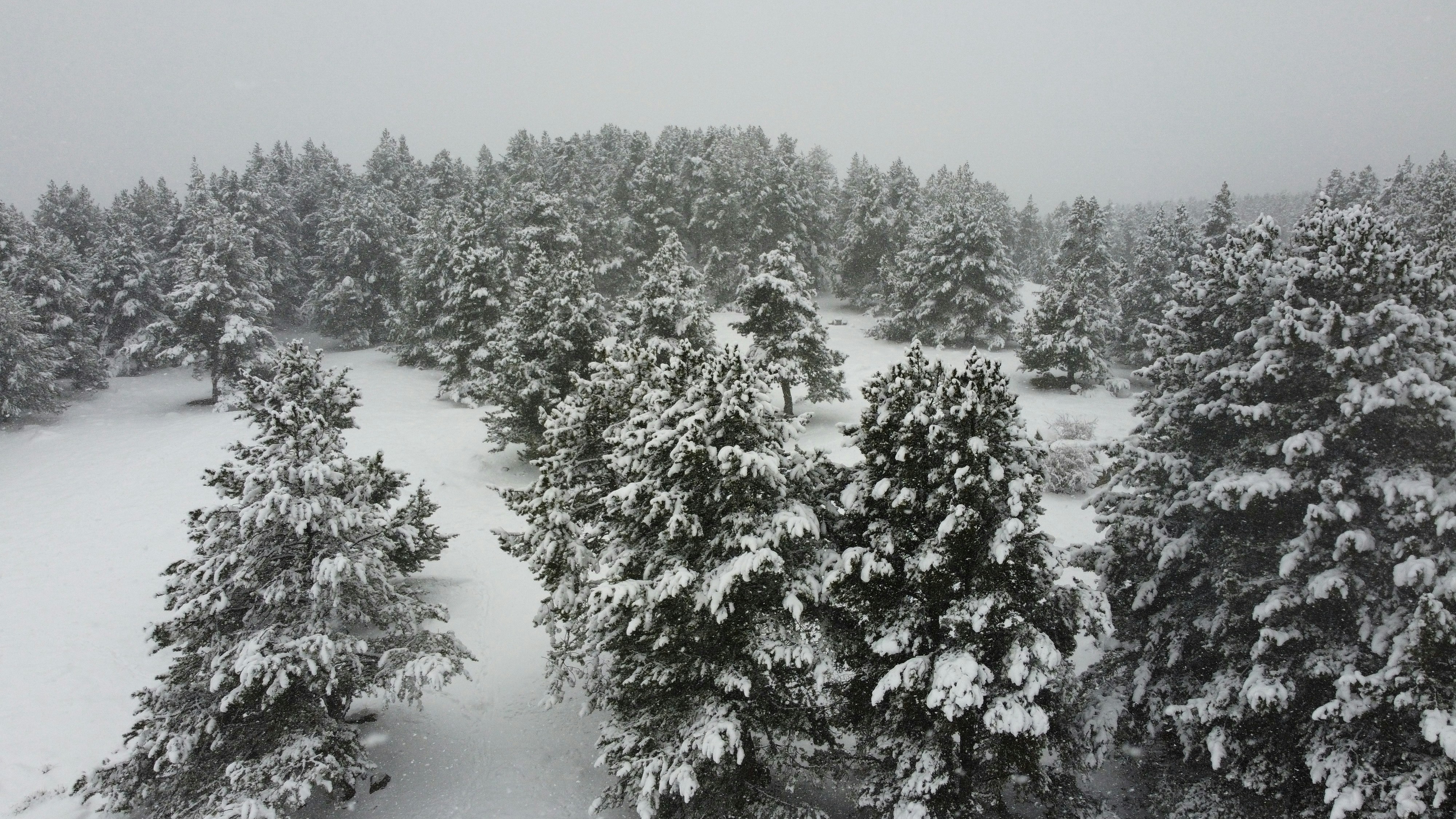 Snow-laden pine forest seen from above during a snowfall, tracks crossing the clearing below.