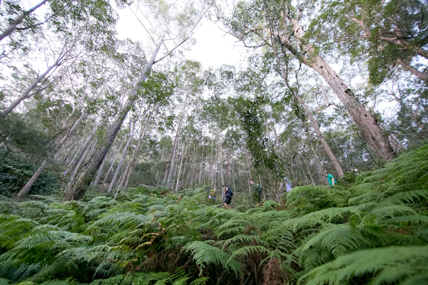 Tall eucalyptus trees rise above a dense fern understory in an Australian forest