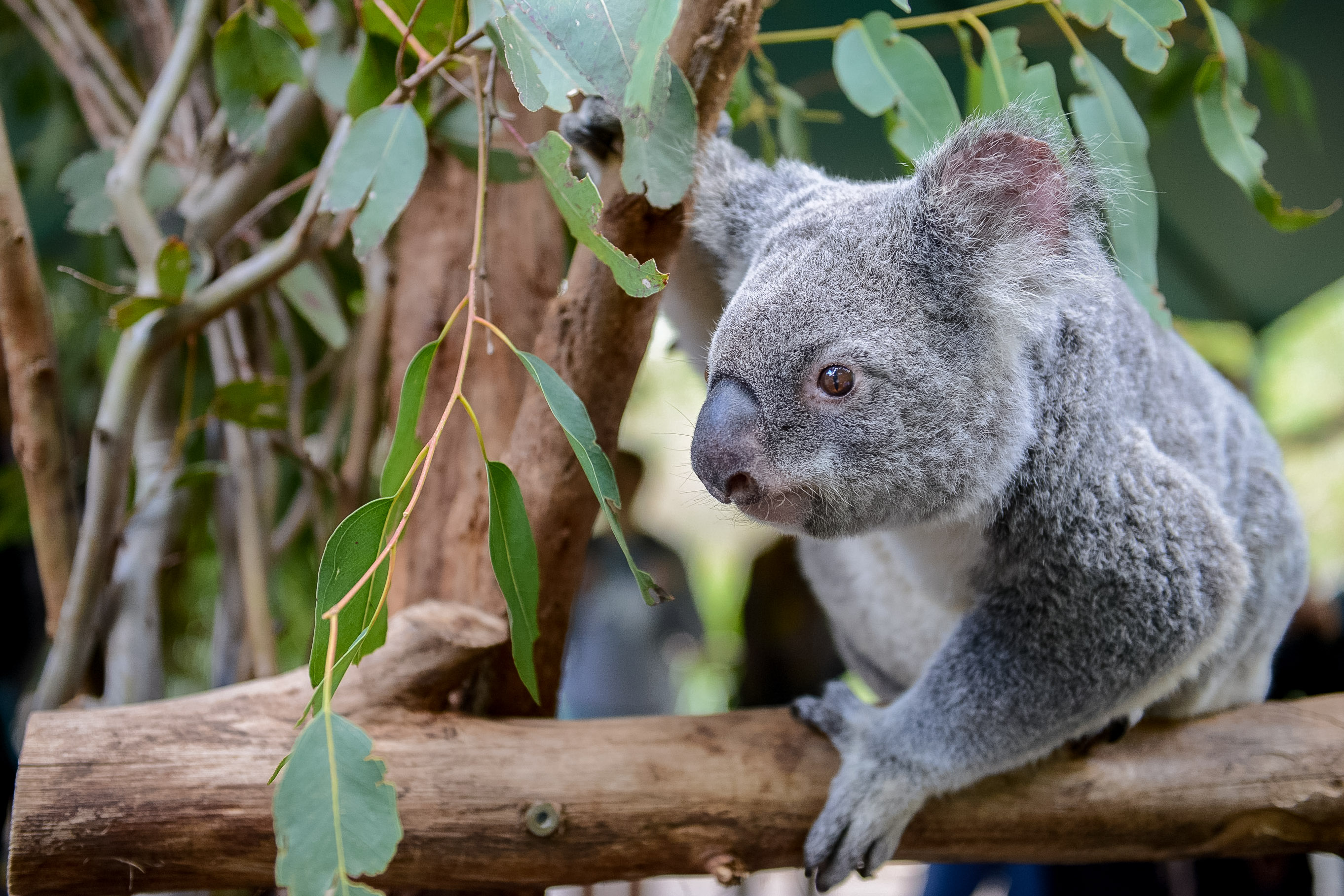 A koala perches on a eucalyptus branch amid green leaves