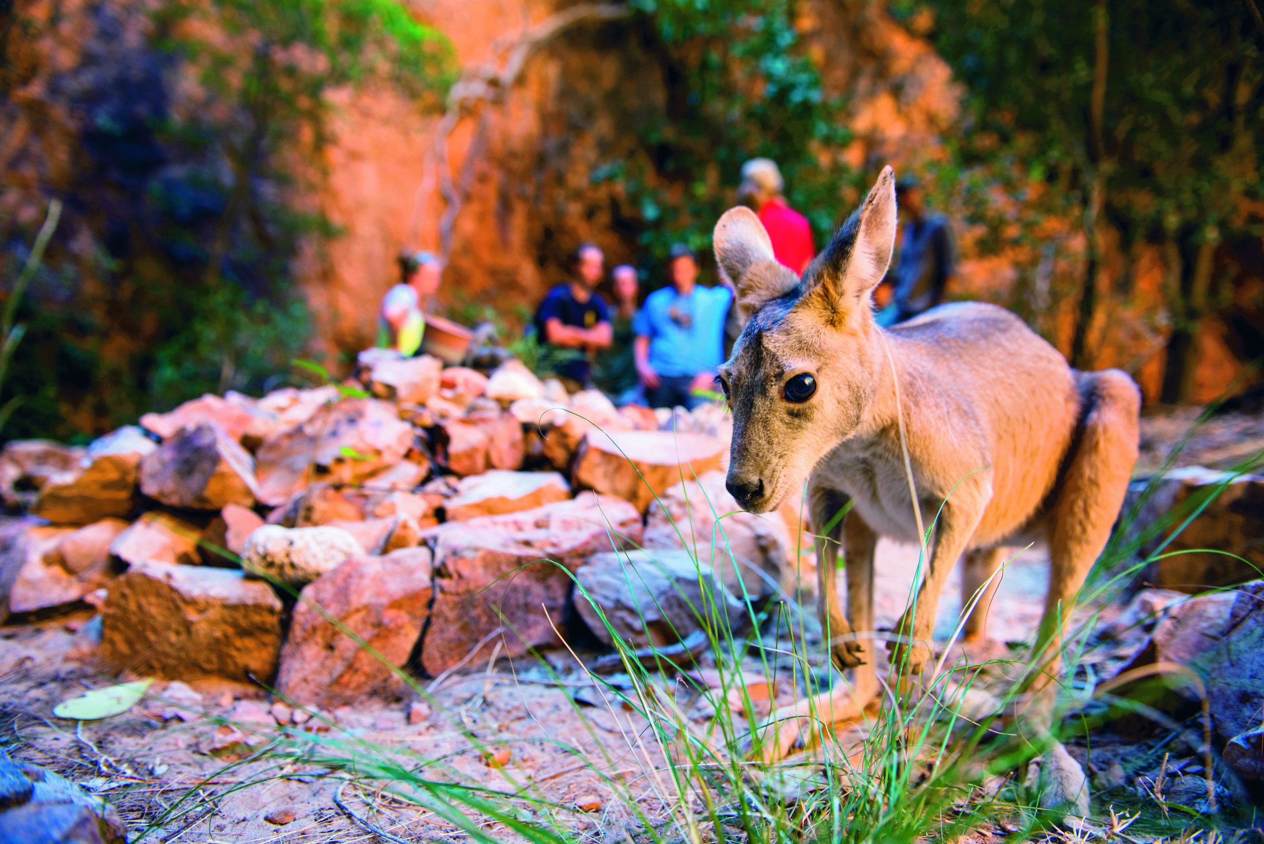 A young wallaby stands on rocks in a gorge while students watch from behind