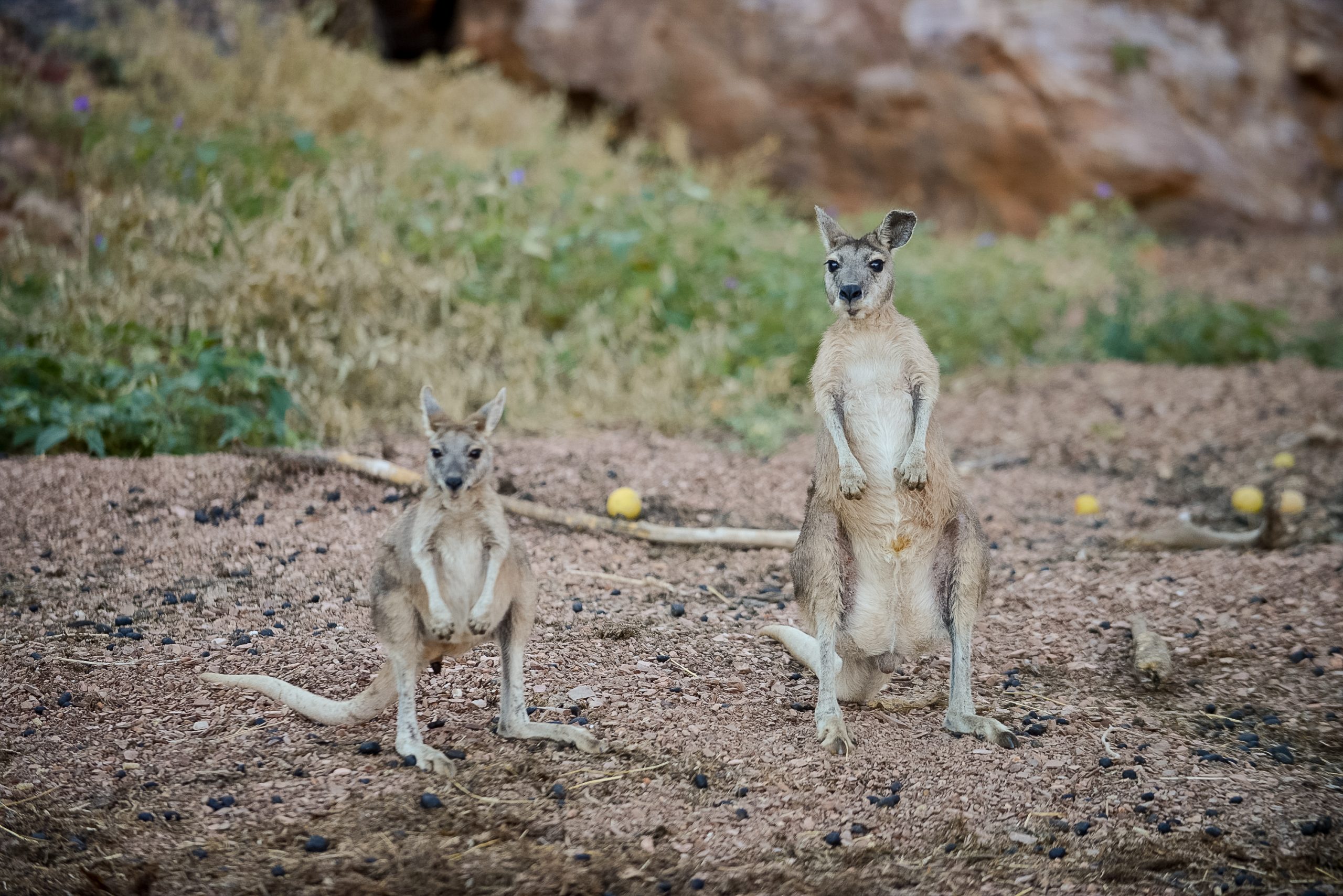 two expenctant kangaorros