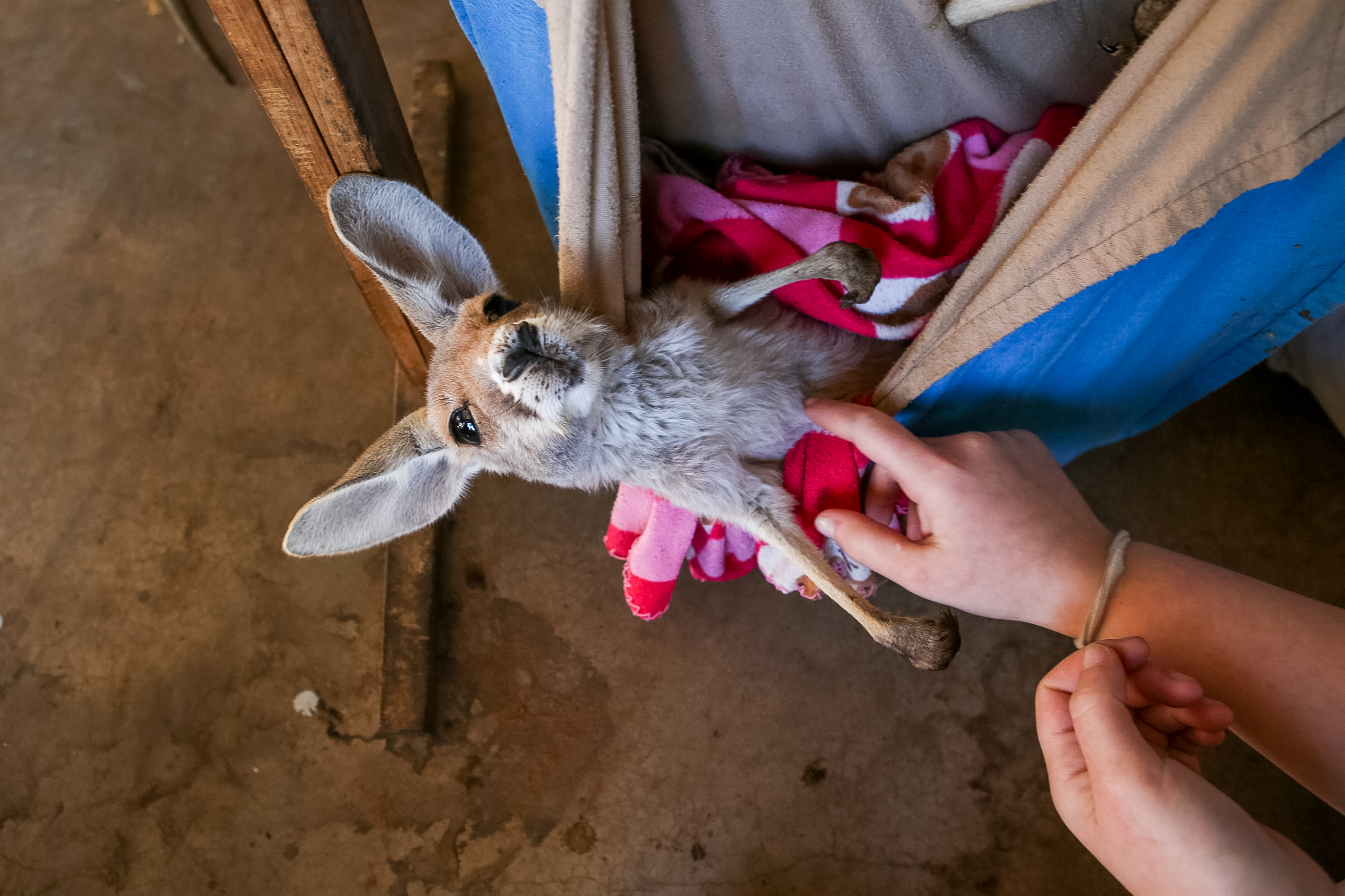 A student cradles a young kangaroo wrapped in a blanket sling