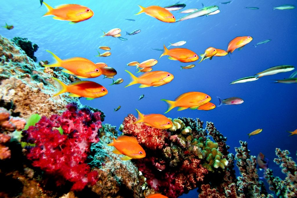 exploring the Great Barrier Reef with Rustic Pathways