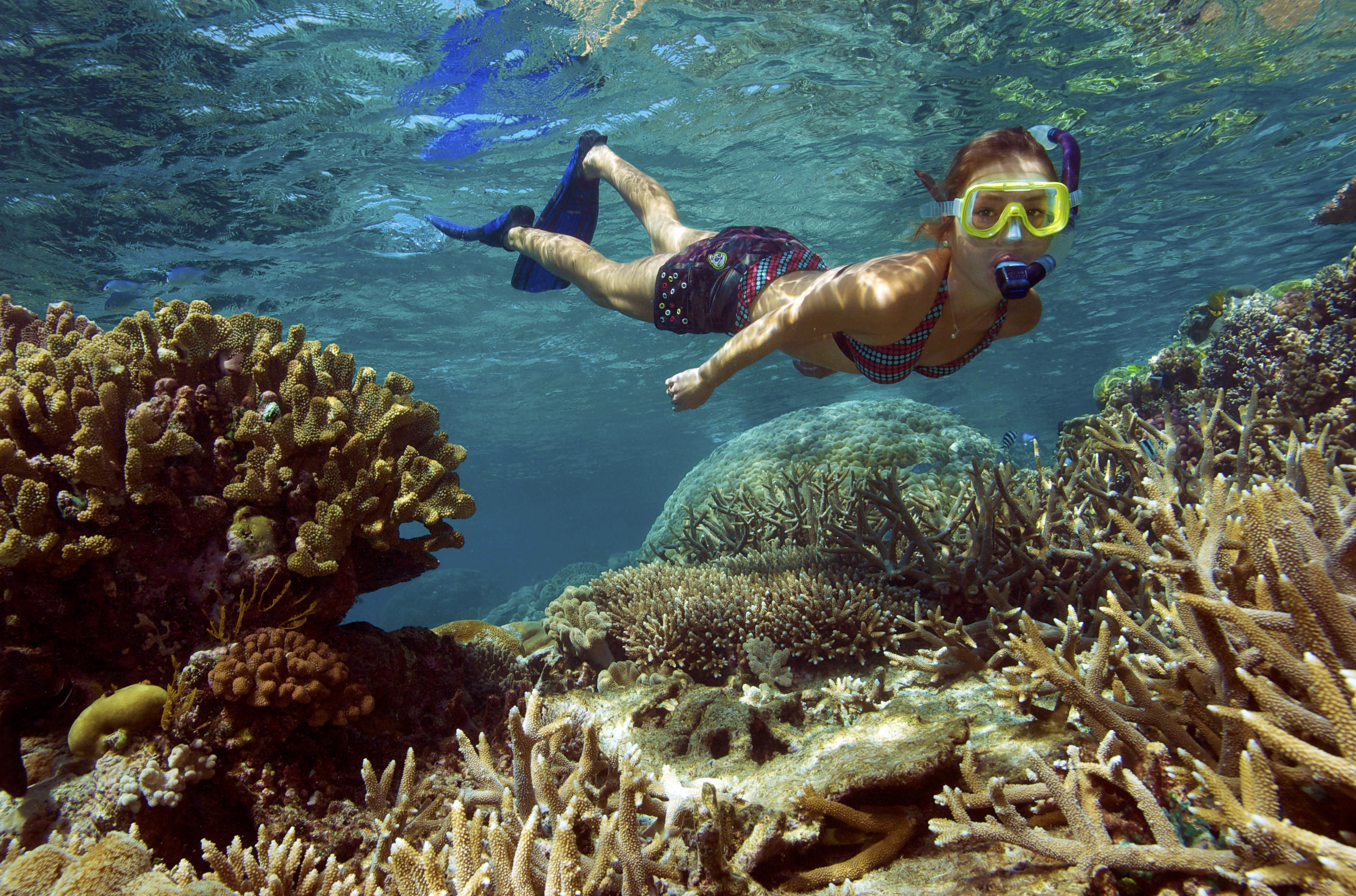 A student snorkels above staghorn and plate coral in shallow clear water