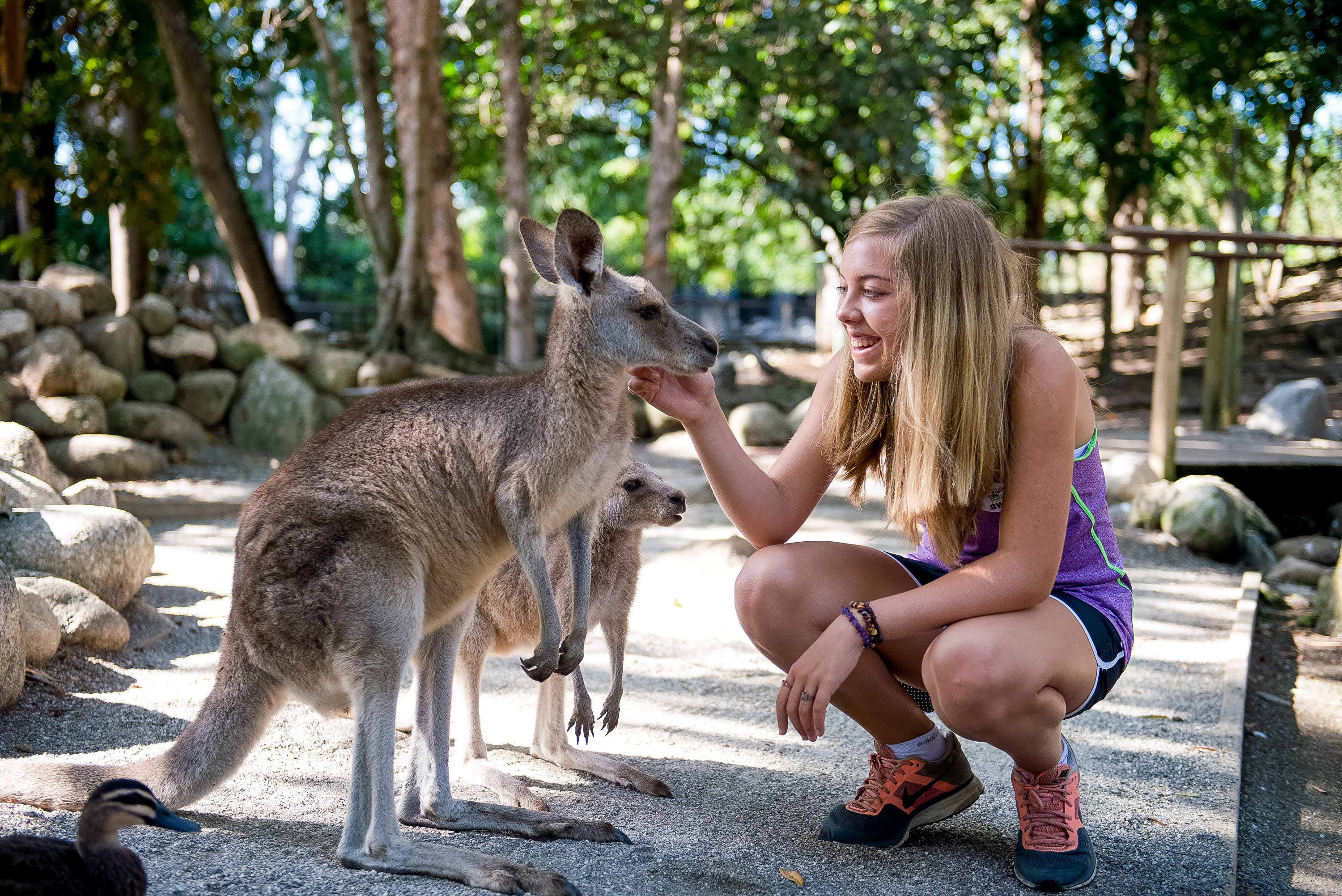 Girl petting a kangaroo in a park. fun facts about australia
