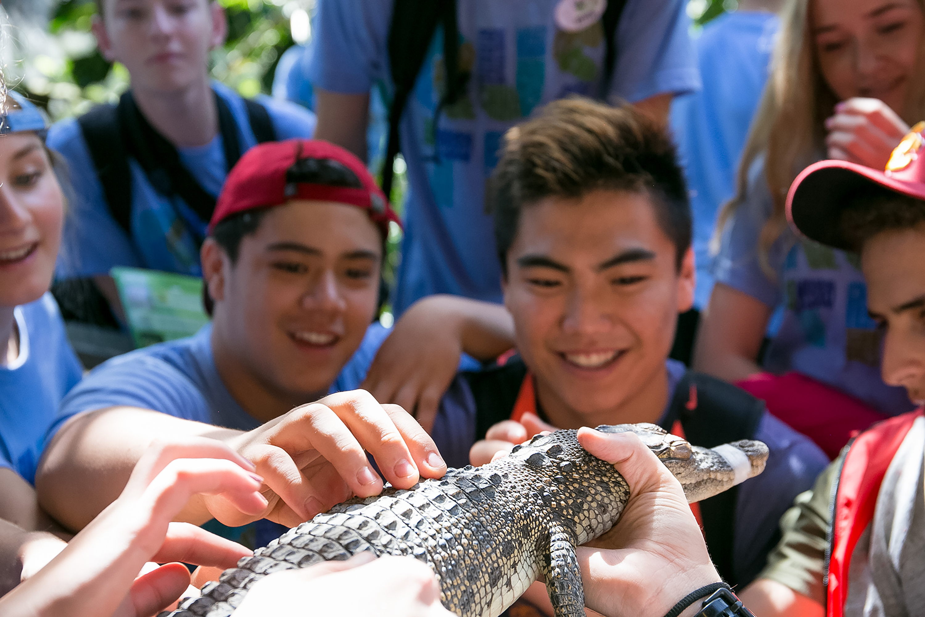 Students gather closely to touch a small crocodile held up by a guide