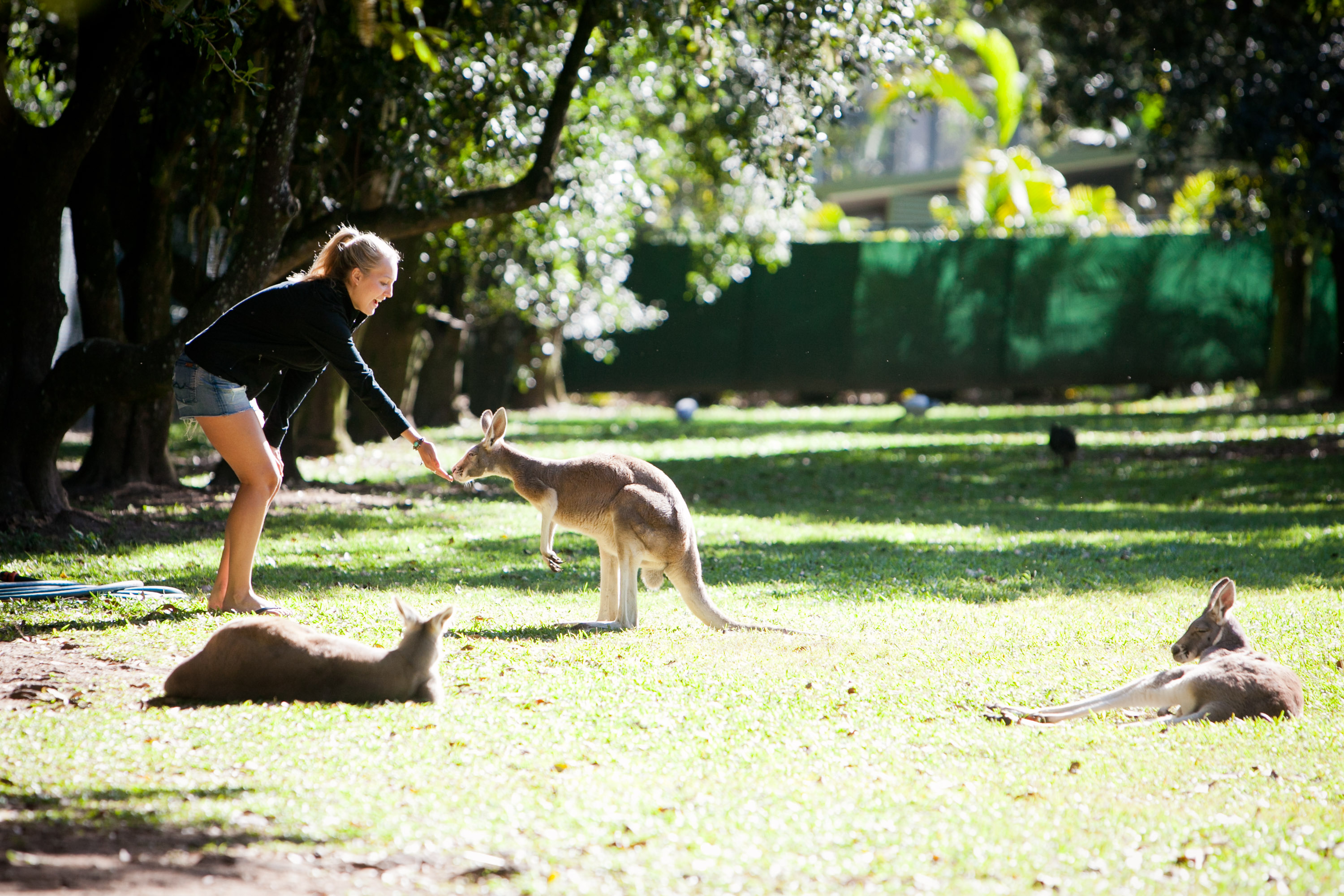 A student feeds a kangaroo by hand on a grassy lawn