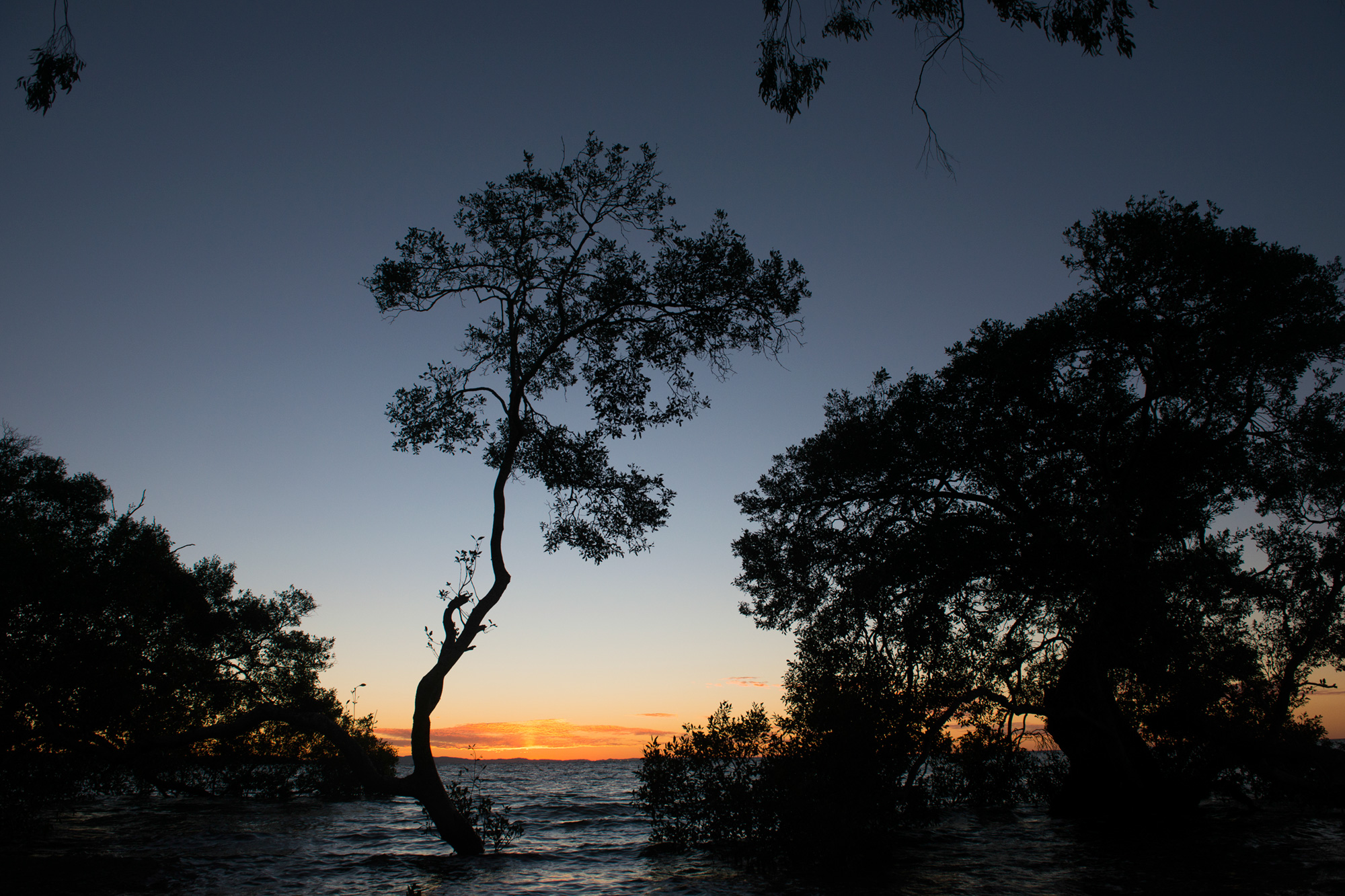Mangrove trees silhouetted against an orange sunset over still water