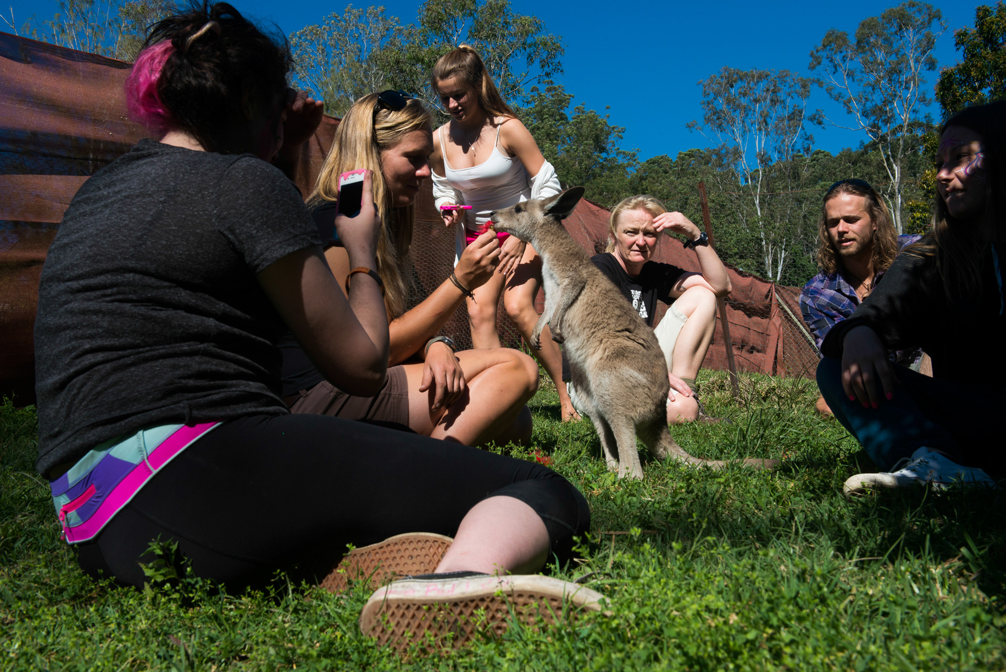 Students gather on the grass to pet a kangaroo