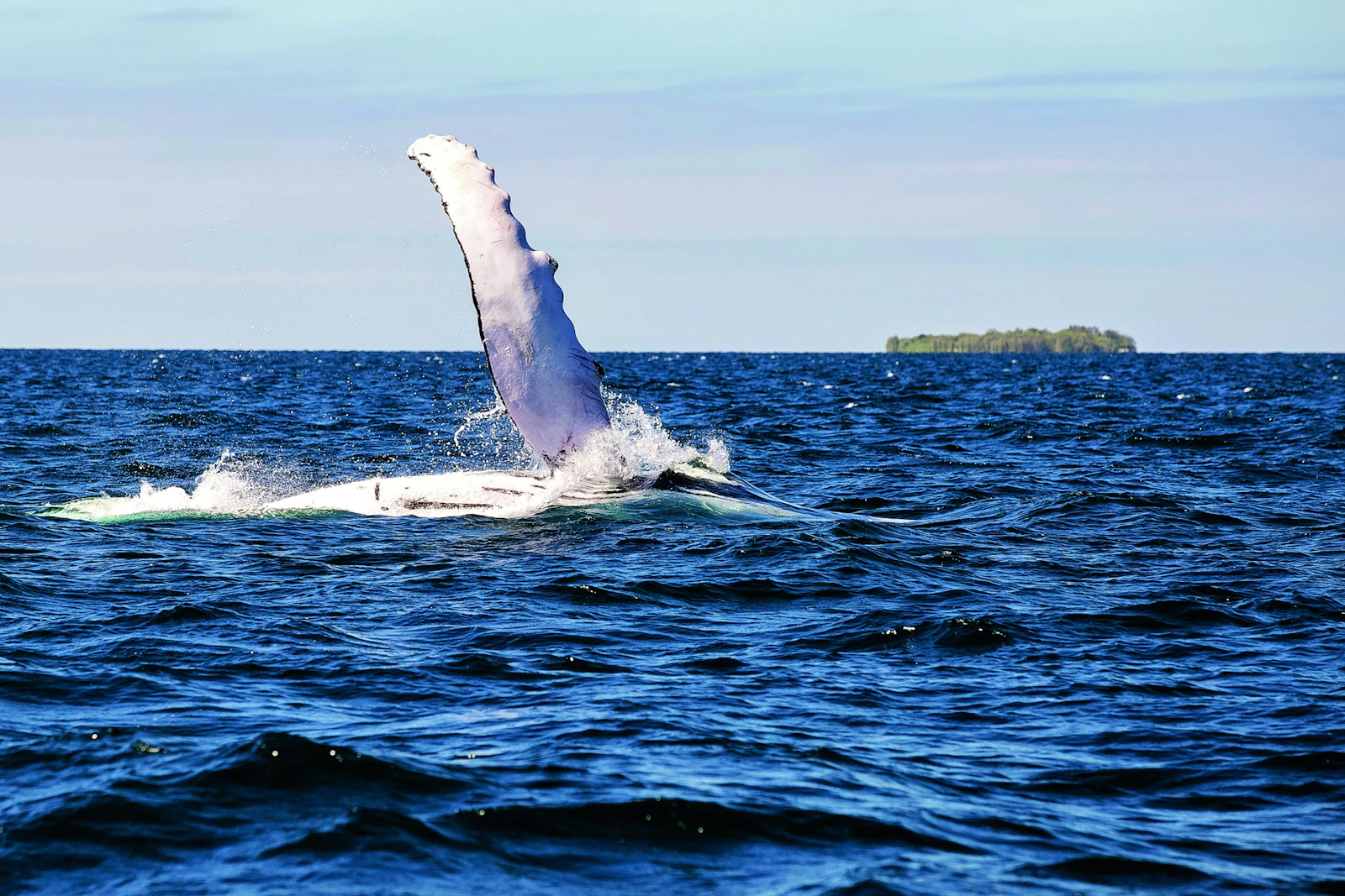 A humpback whale raises a long white pectoral fin out of deep blue water, a low island on the horizon