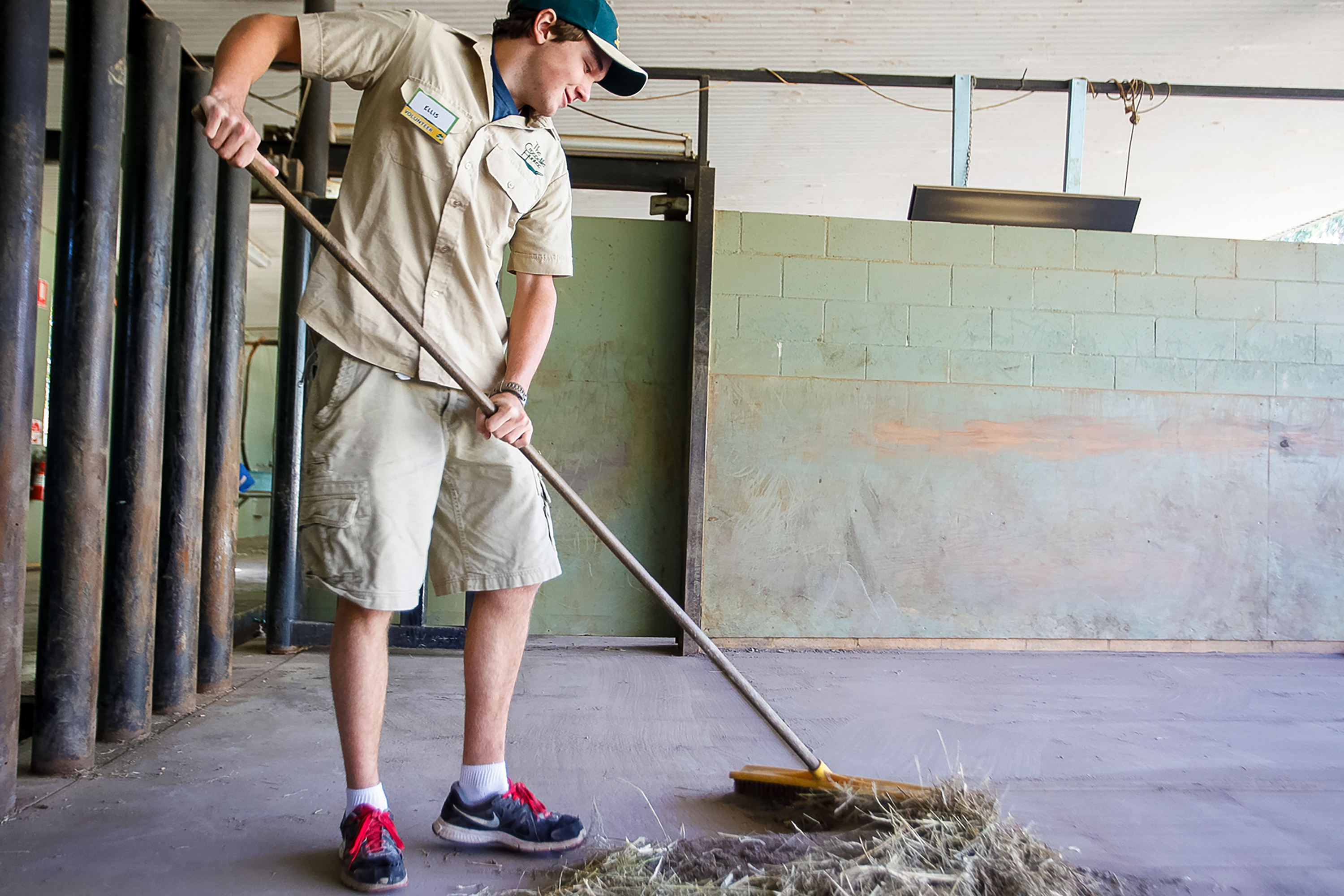 A student sweeps hay into a pile inside an animal barn