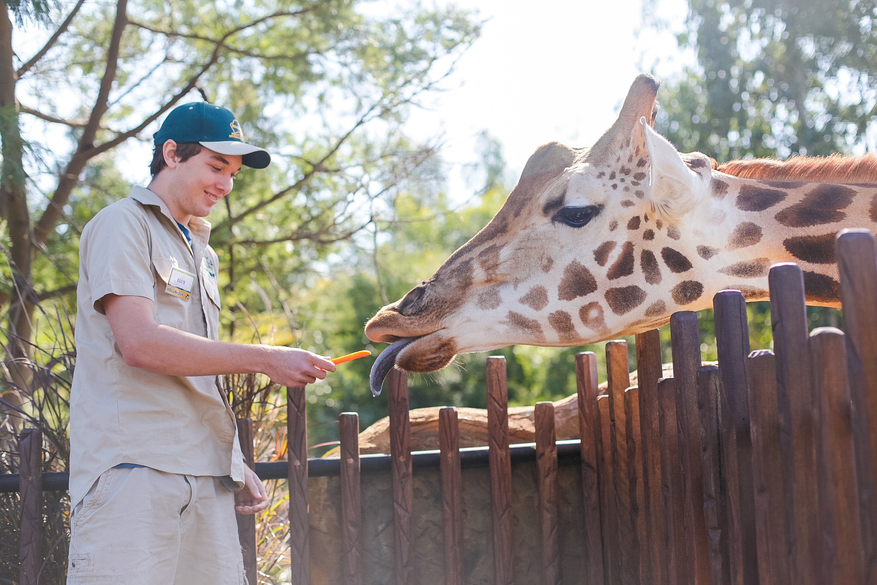 A keeper feeds a giraffe over a timber fence, its tongue reaching for the leaves