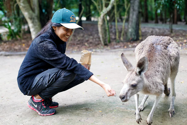 A student in a cap crouches to hand-feed a kangaroo on a paved path in Australia