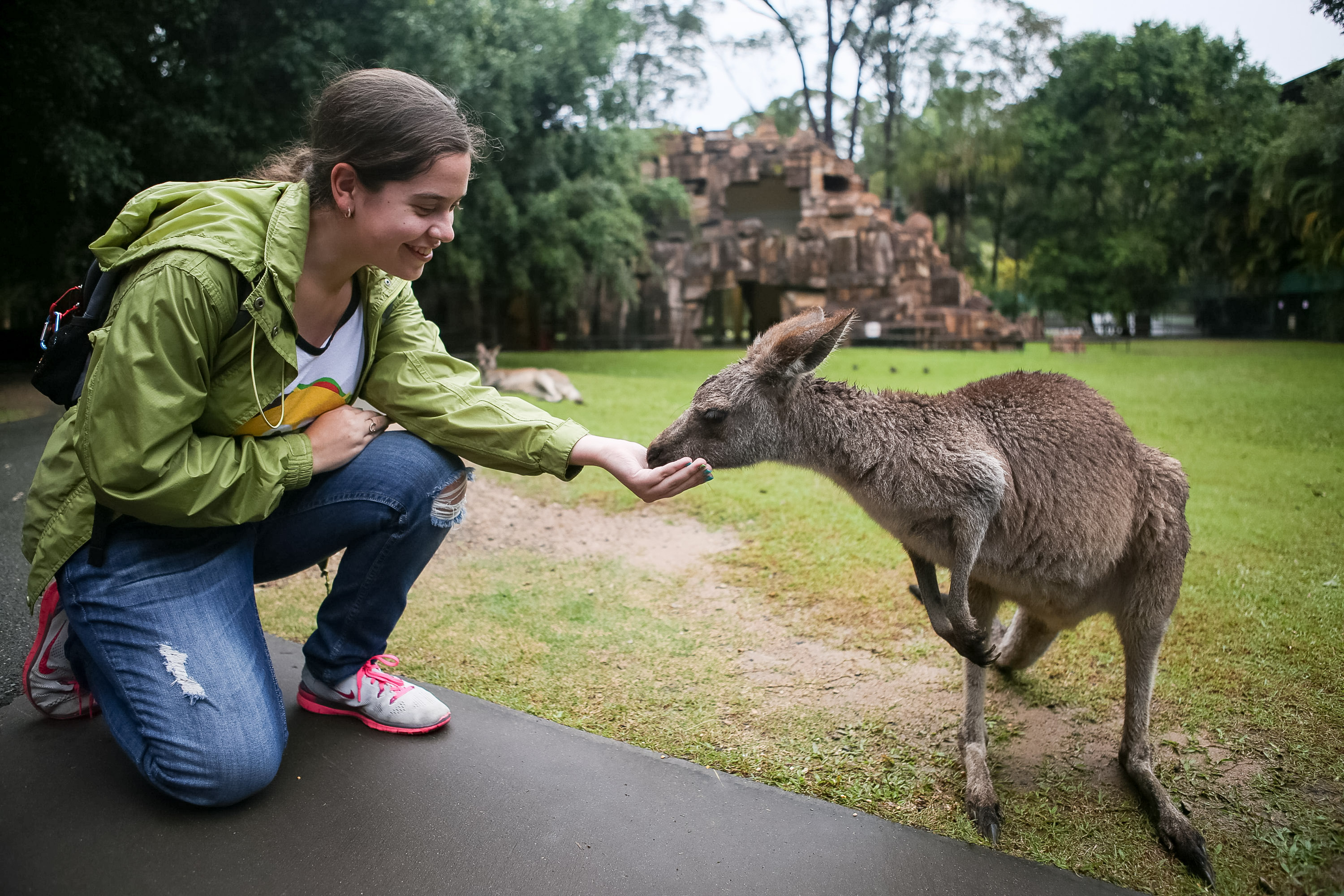 Students kneel to feed a kangaroo by hand at a zoo