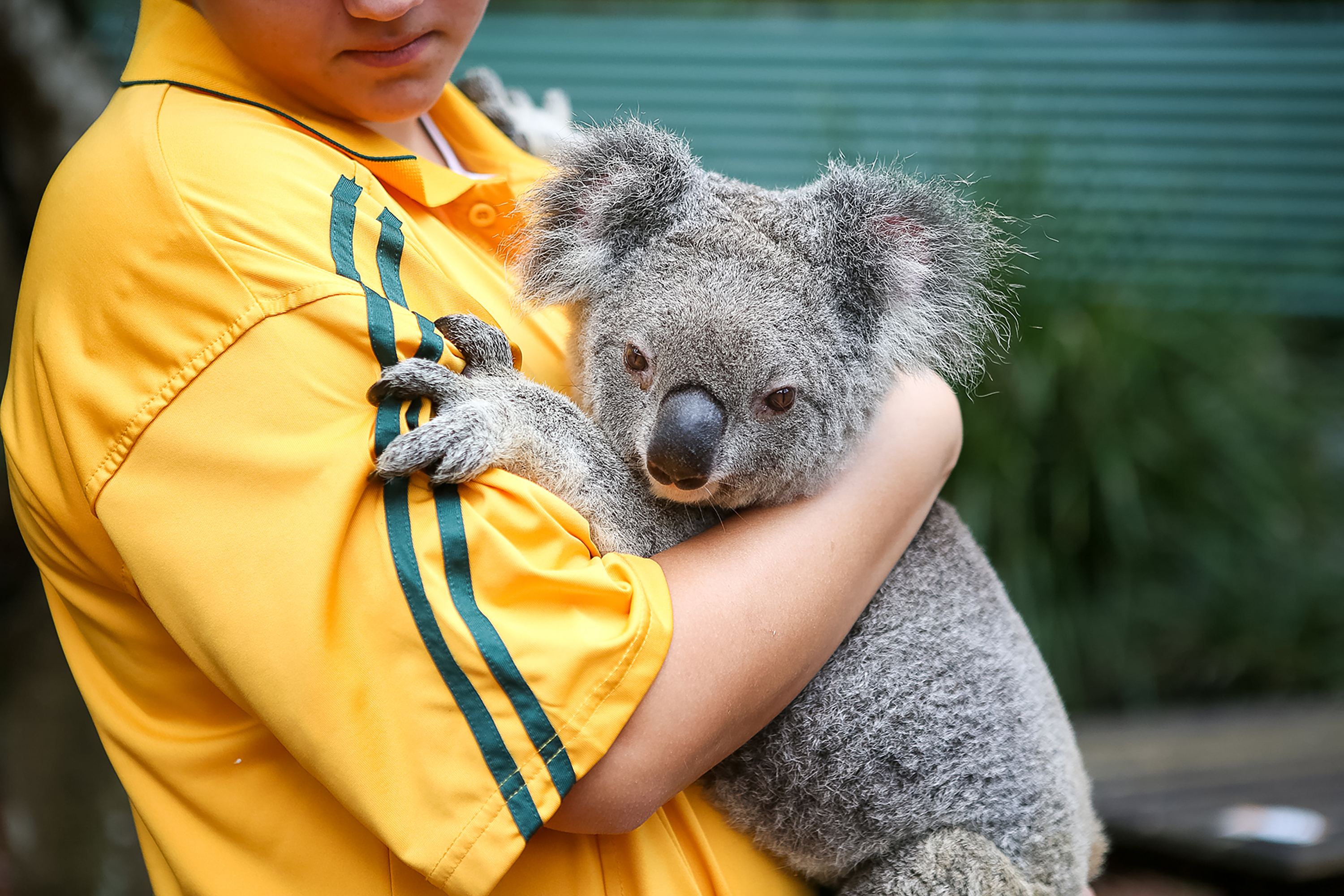 Learn about Australia's native animals, conservation efforts, and environmental habitats.