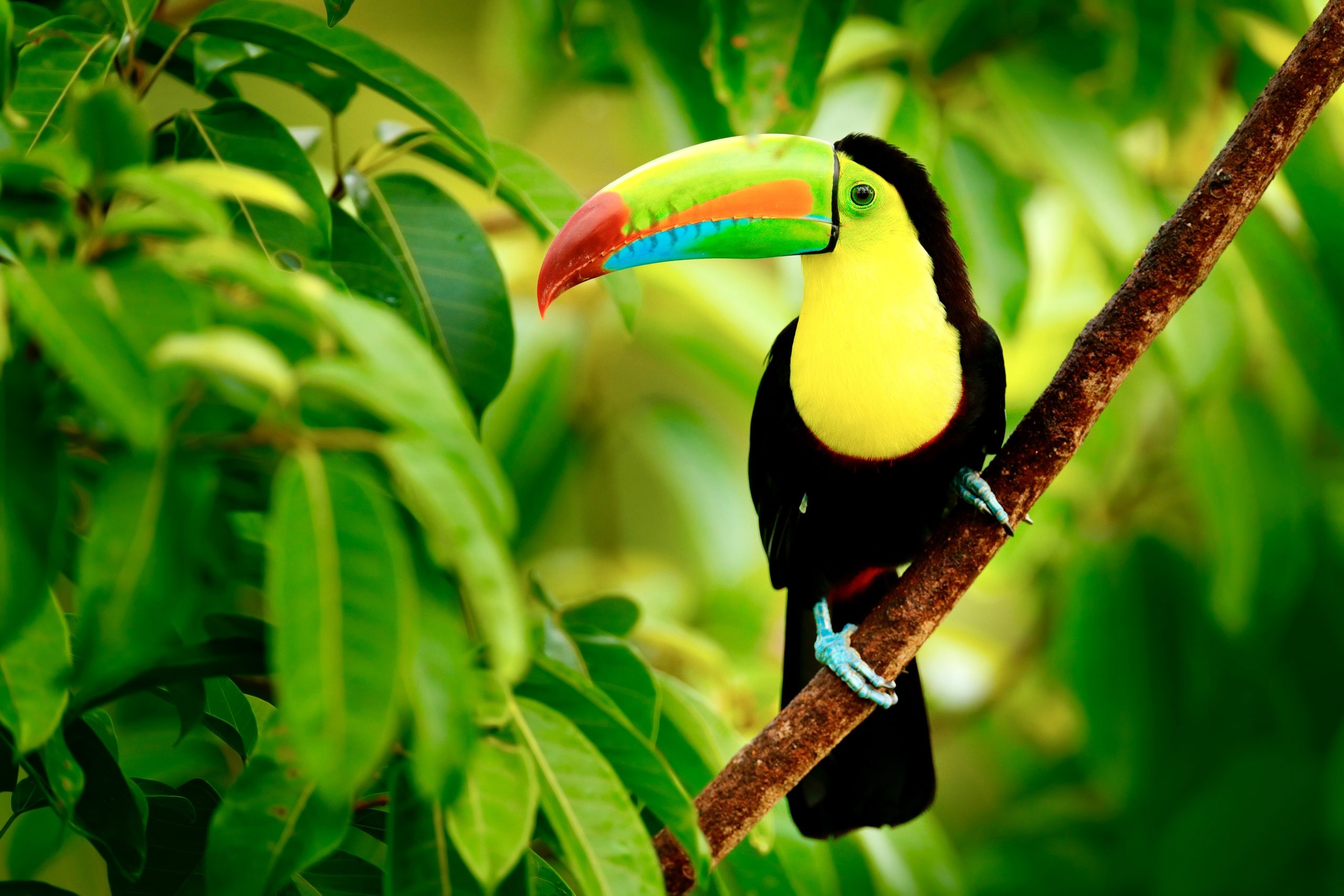 A keel-billed toucan perches on a branch amid green leaves in Argentina