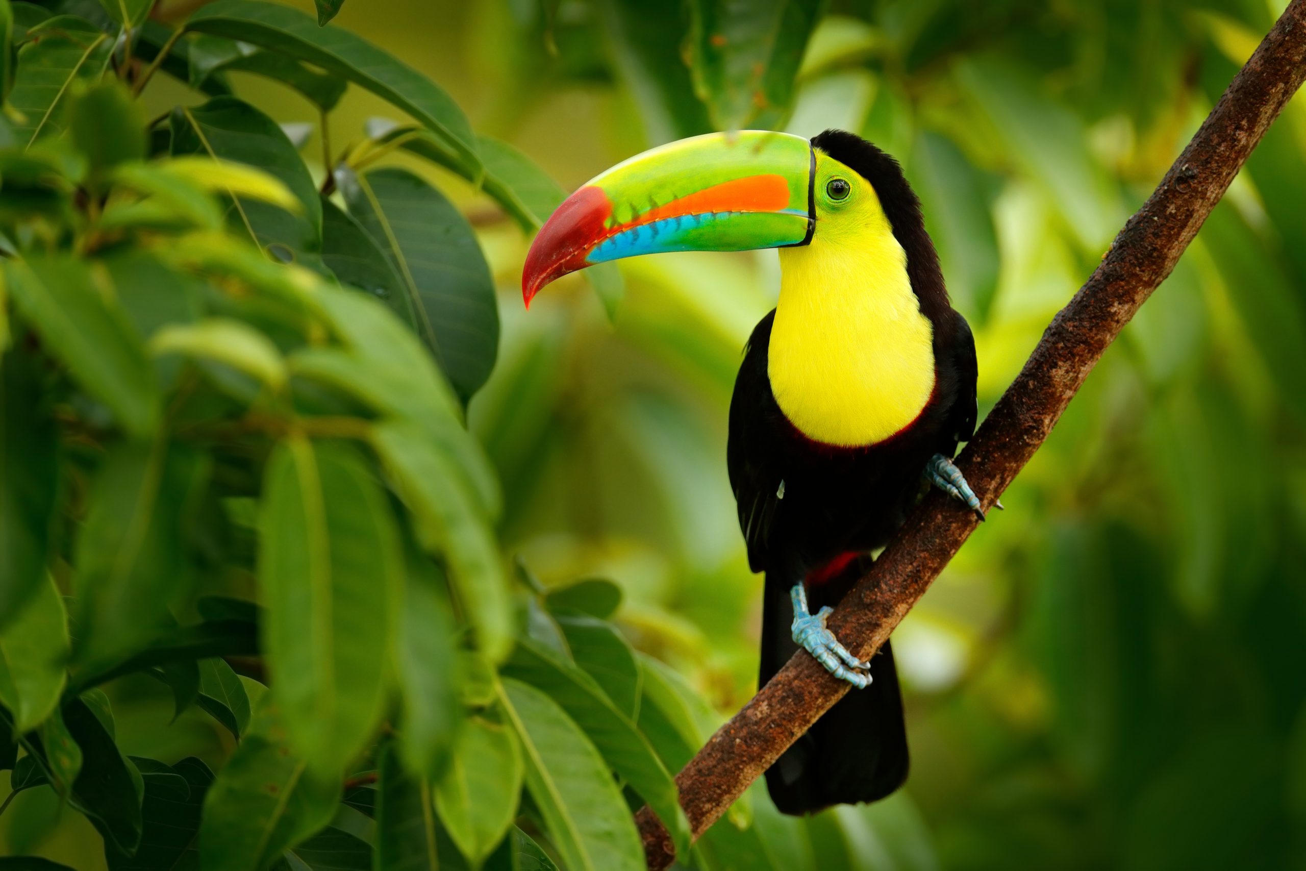 A school trip pauses to watch a keel-billed toucan perched on a branch amid green foliage