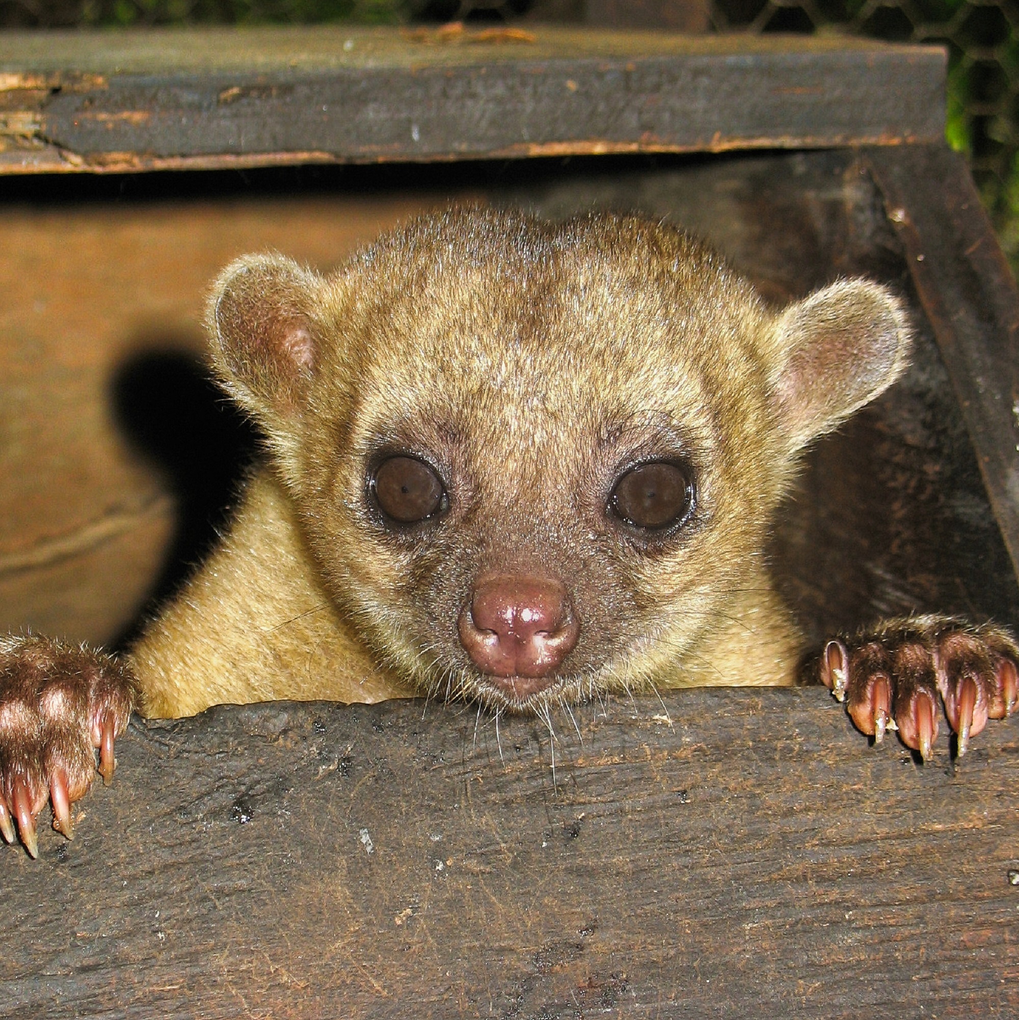 A kinkajou in Belize peers over a wooden ledge with its claws gripping the edge