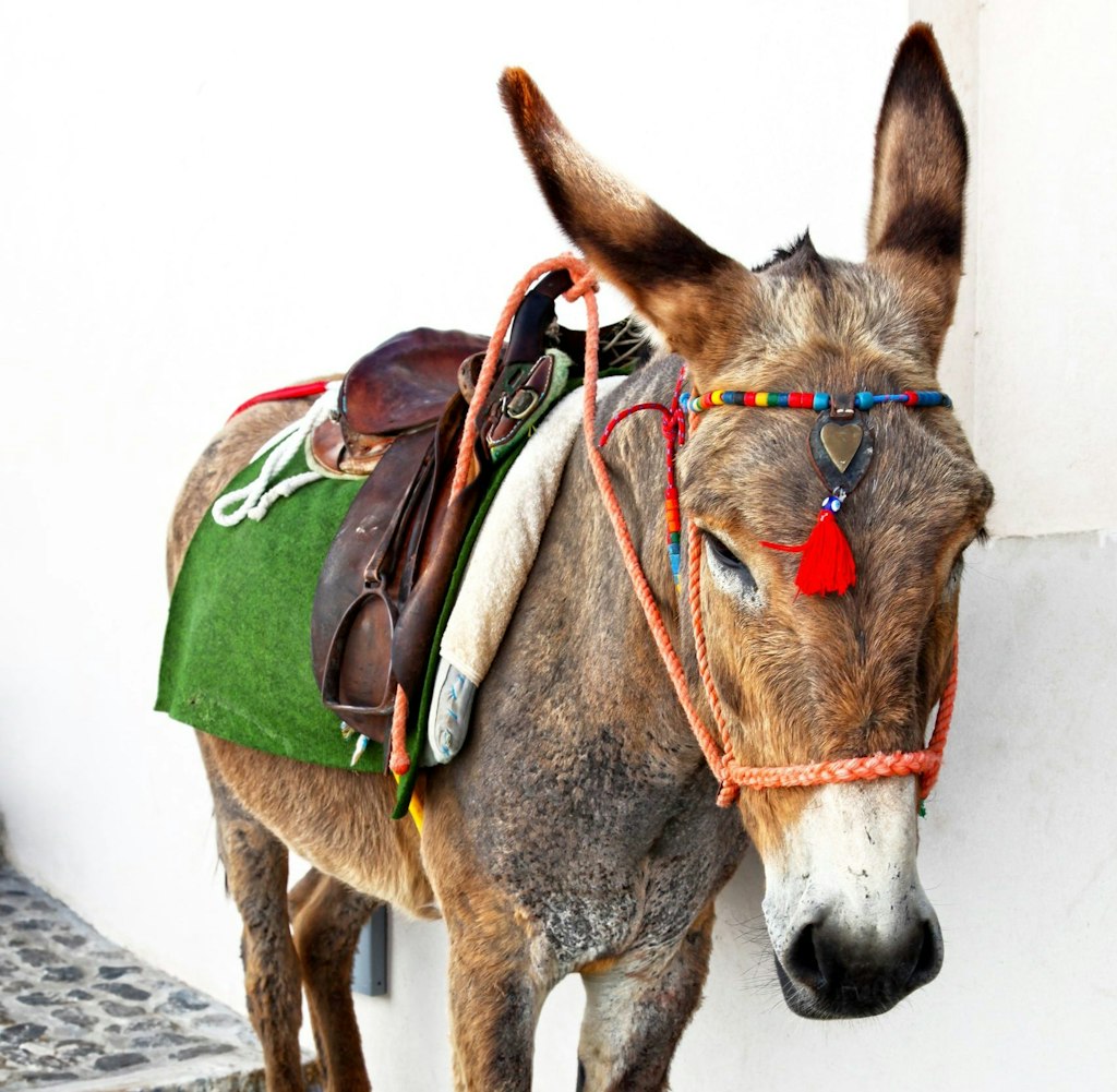 A donkey with traditional saddle in Greece, representing cultural observation and attention to detail&mdash;key storytelling skills for a strong college essay about travel experience.