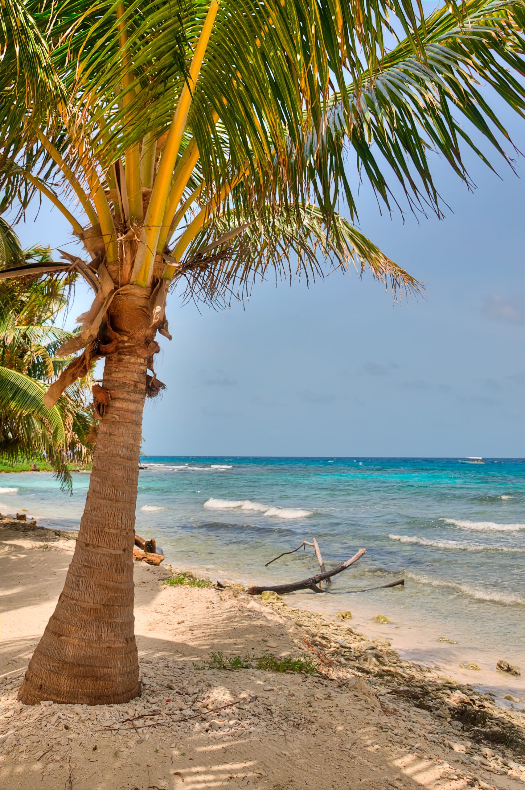Beach in Belize with turquoise waters and palm trees.
