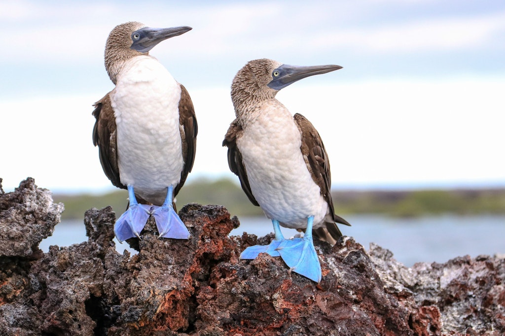 Blue-footed boobies on volcanic rock in the Gal&aacute;pagos Islands, Ecuador, representing marine conservation projects in Rustic Pathways&rsquo; volunteer abroad in South America programs.