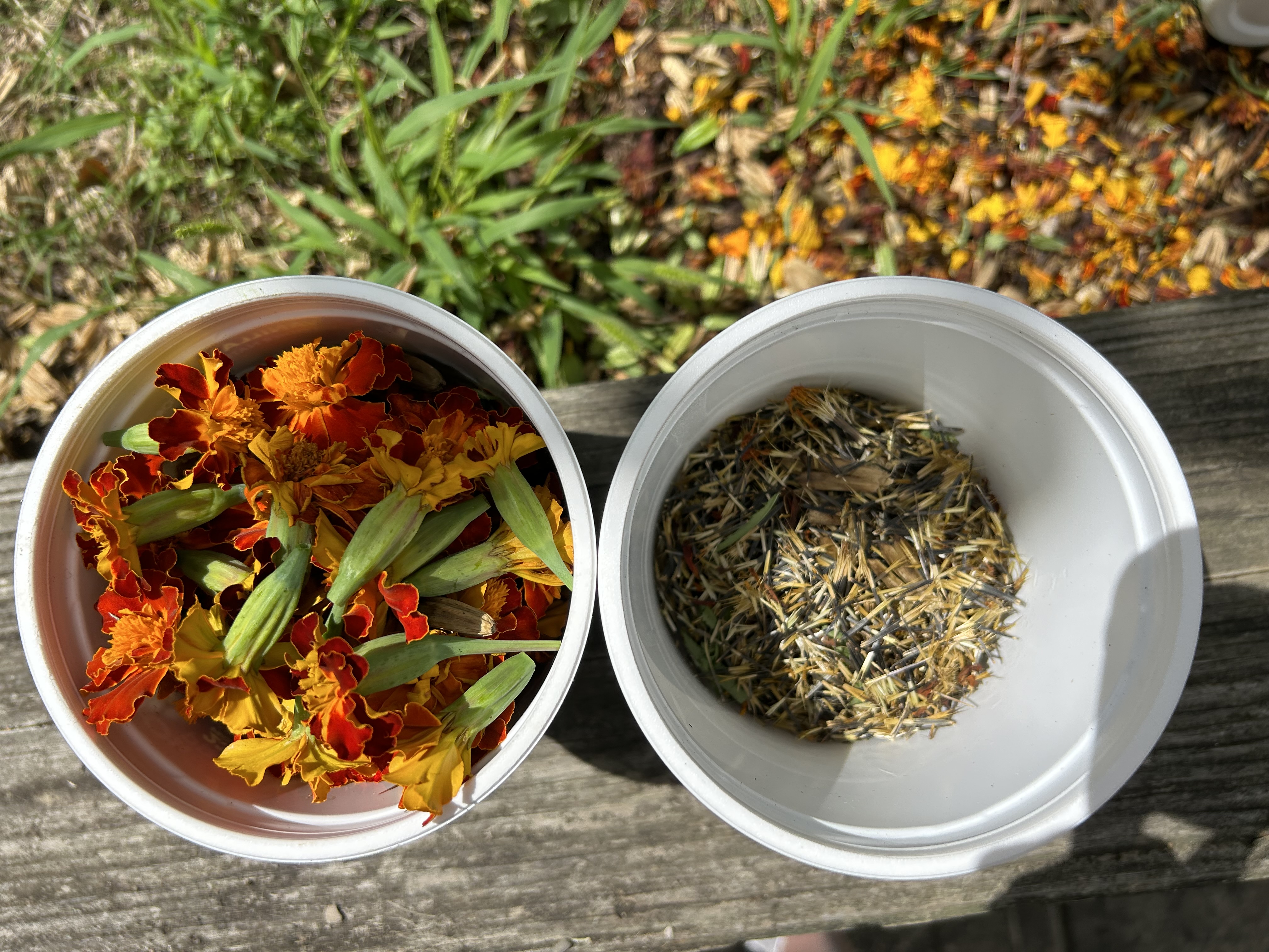 Alice Bussler - Bringing the seeds of awareness to local communities: how one garden can create thousands - Image 2