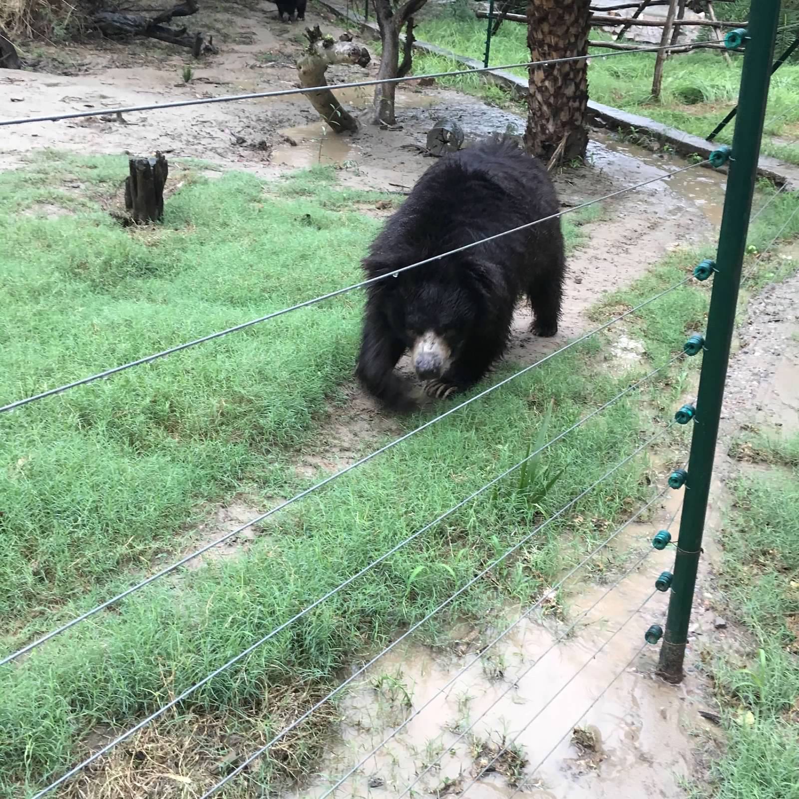 Sloth bear walking on grass behind an electric fence on a rainy day.