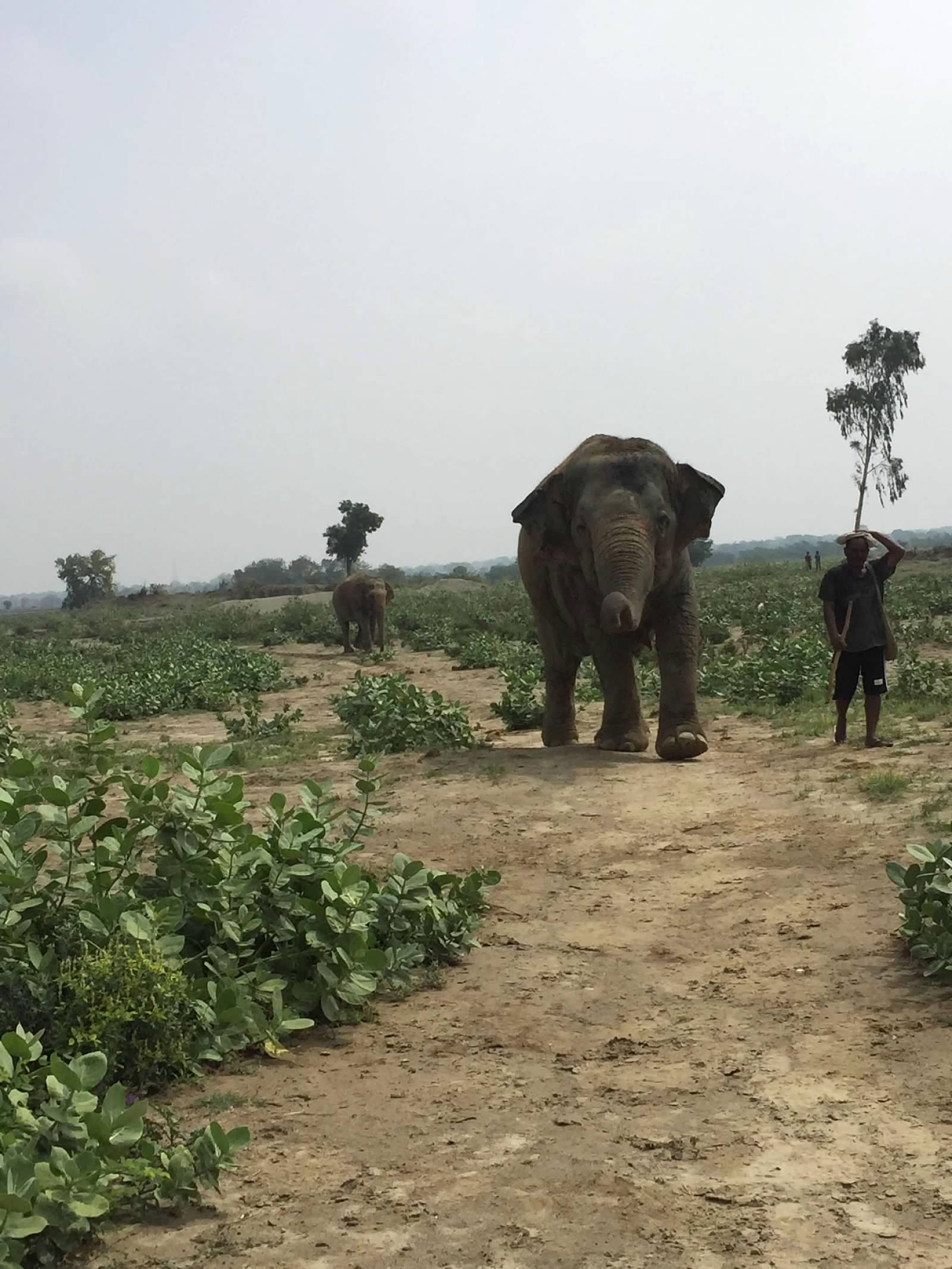 Two elephants walking in a field with a person standing nearby.