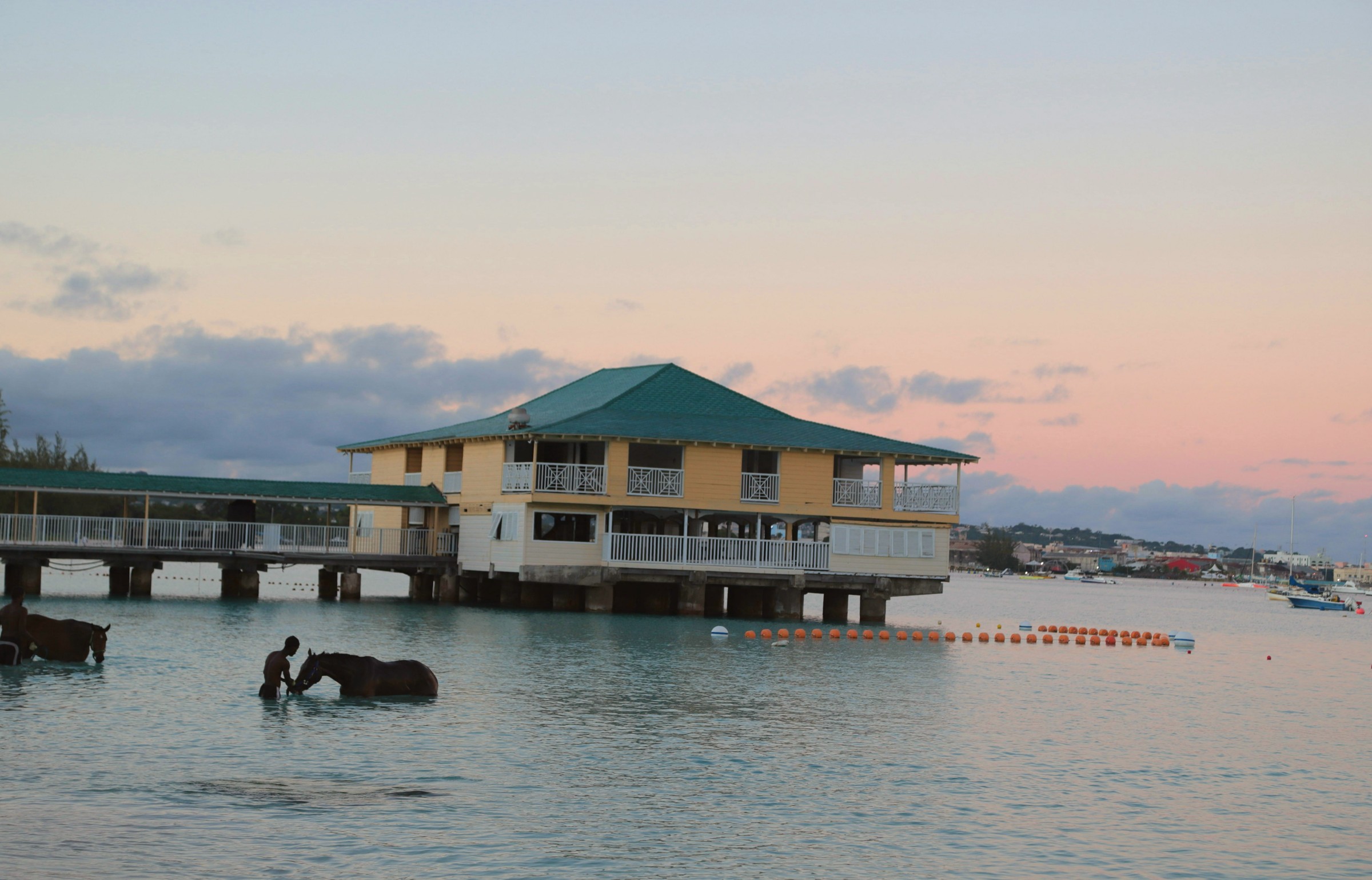 Racehorses being walked into the sea at Pebbles Beach at dawn, with the old pier building behind them.