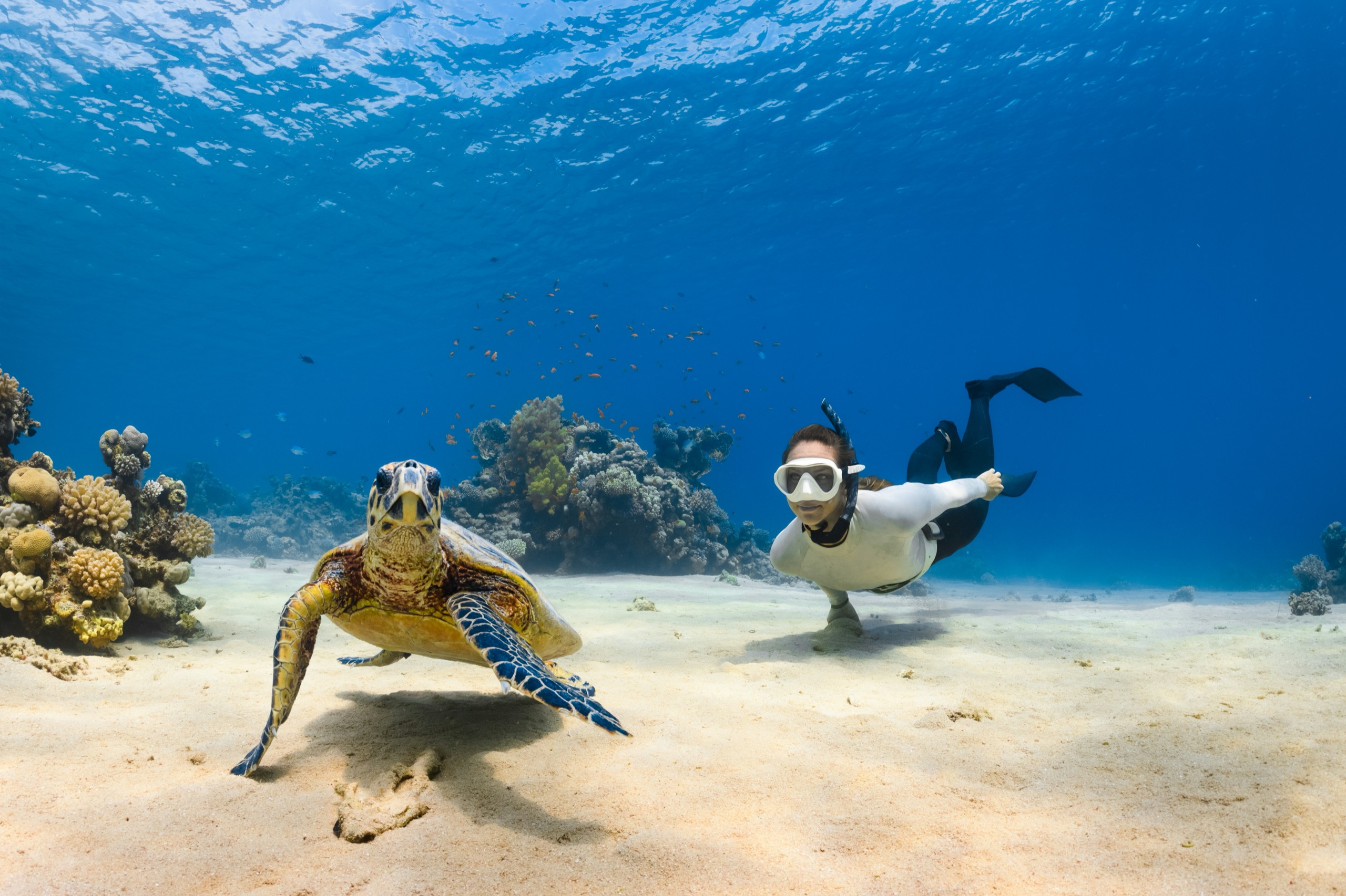 A snorkeller swims alongside a sea turtle over a coral reef off Barbados.