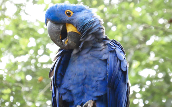 A hyacinth macaw's blue head and shoulders in close profile, its yellow eye-ring and beak patch bright against green forest behind it.