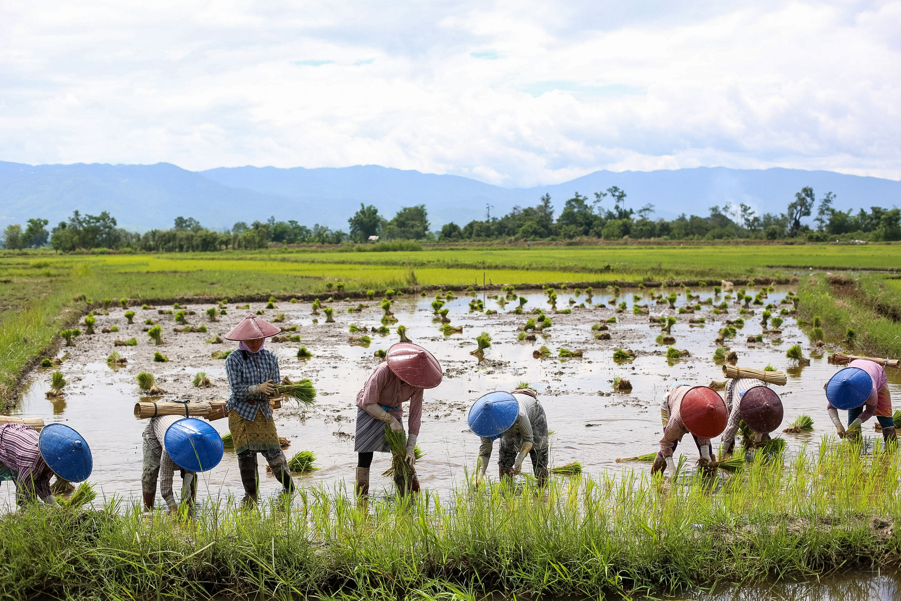 A school trip stops as farmers wearing conical hats plant rice seedlings in a flooded paddy field