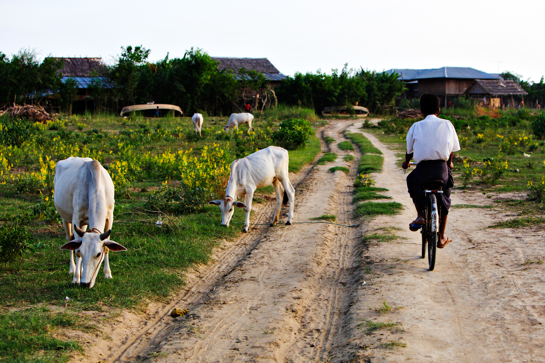 Cattle graze beside a dirt road in Myanmar as a cyclist rides past a village