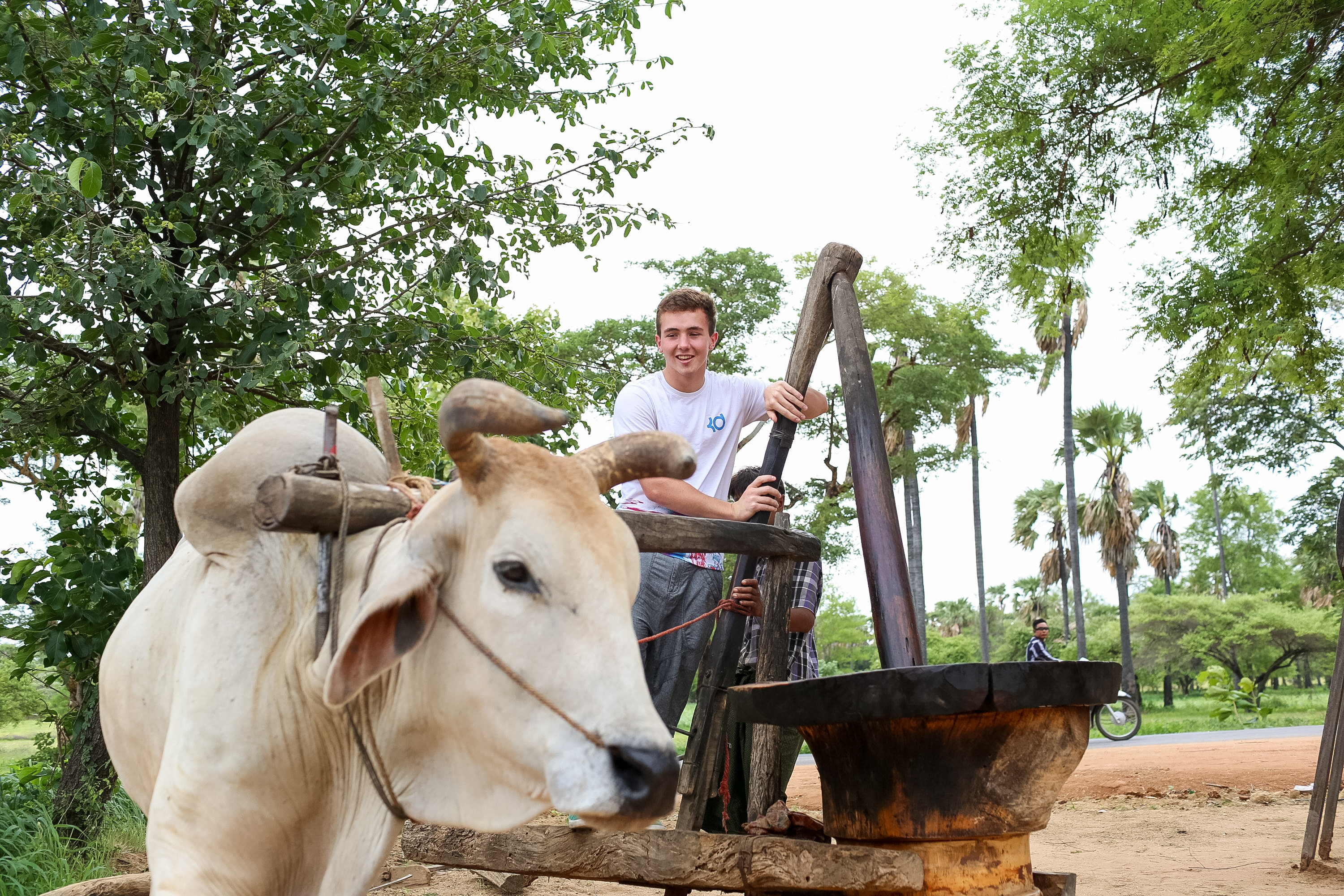 A student operates a traditional ox-powered press beside a cow harnessed to a wooden wheel