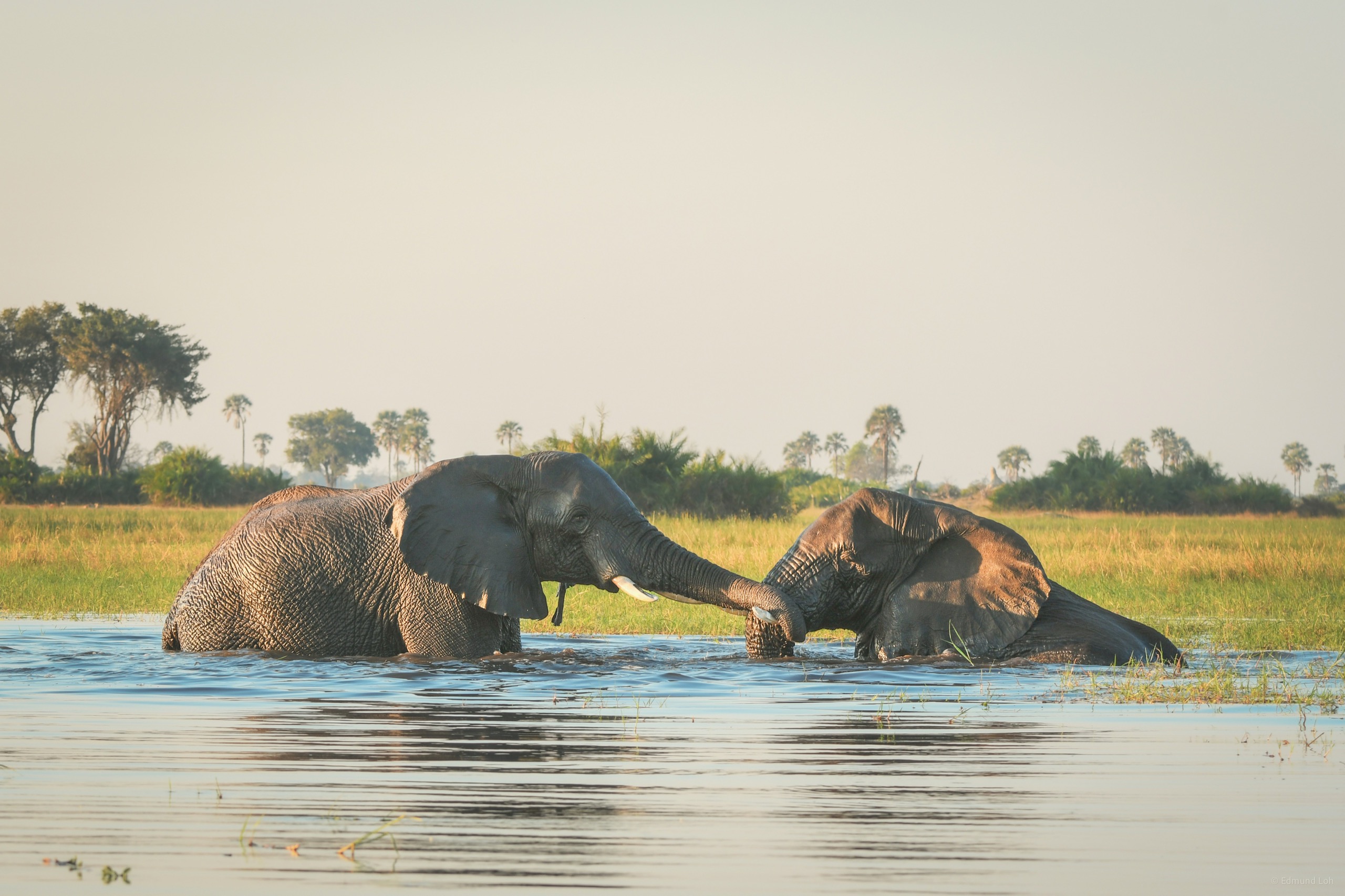 Two elephants stand chest-deep in a river in Botswana with their trunks touching, palms and green floodplain grass on the far bank under a hazy sky.