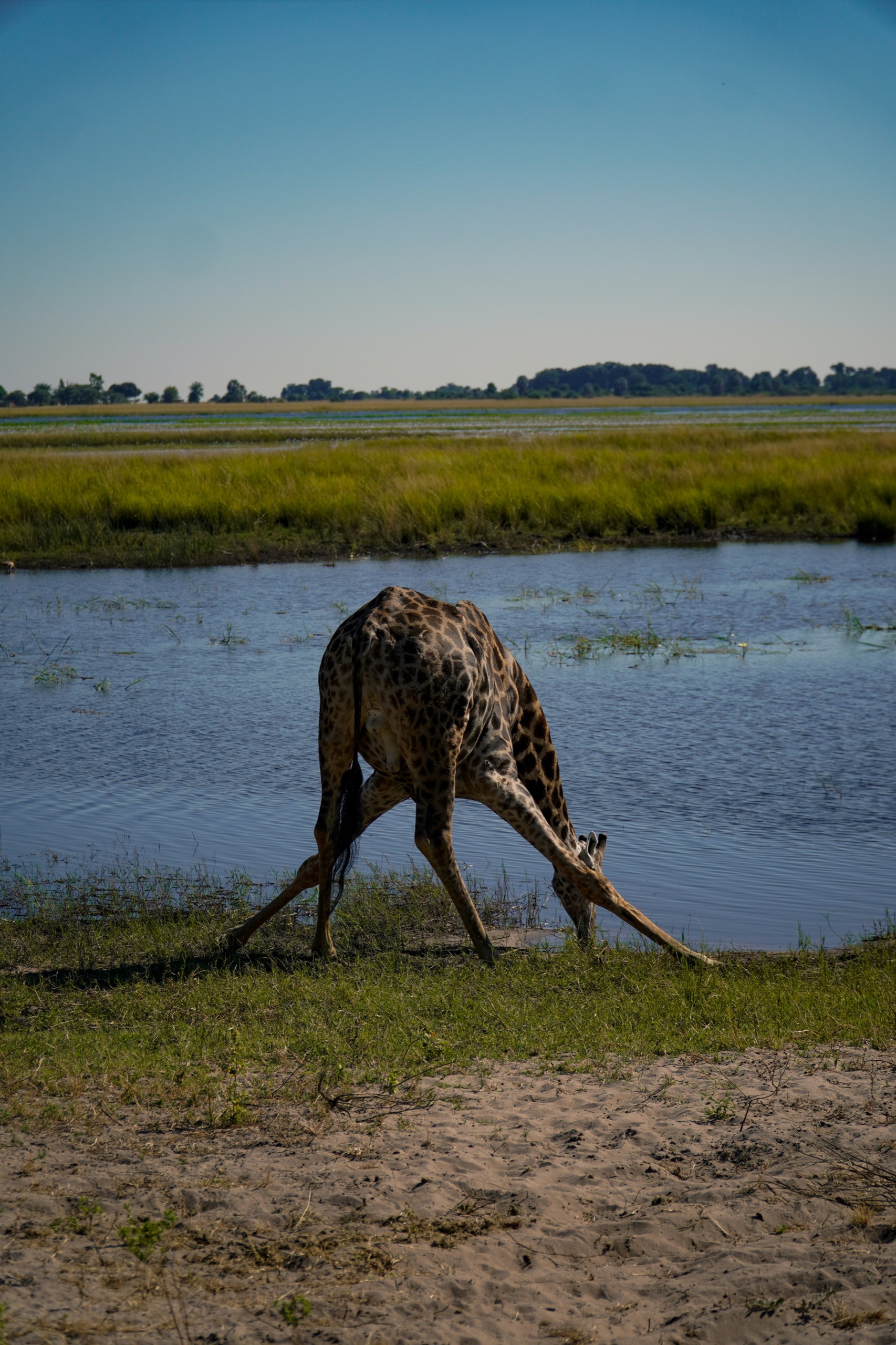 A giraffe splays its front legs to drink at the edge of a river, with a green floodplain and a flat horizon behind it.