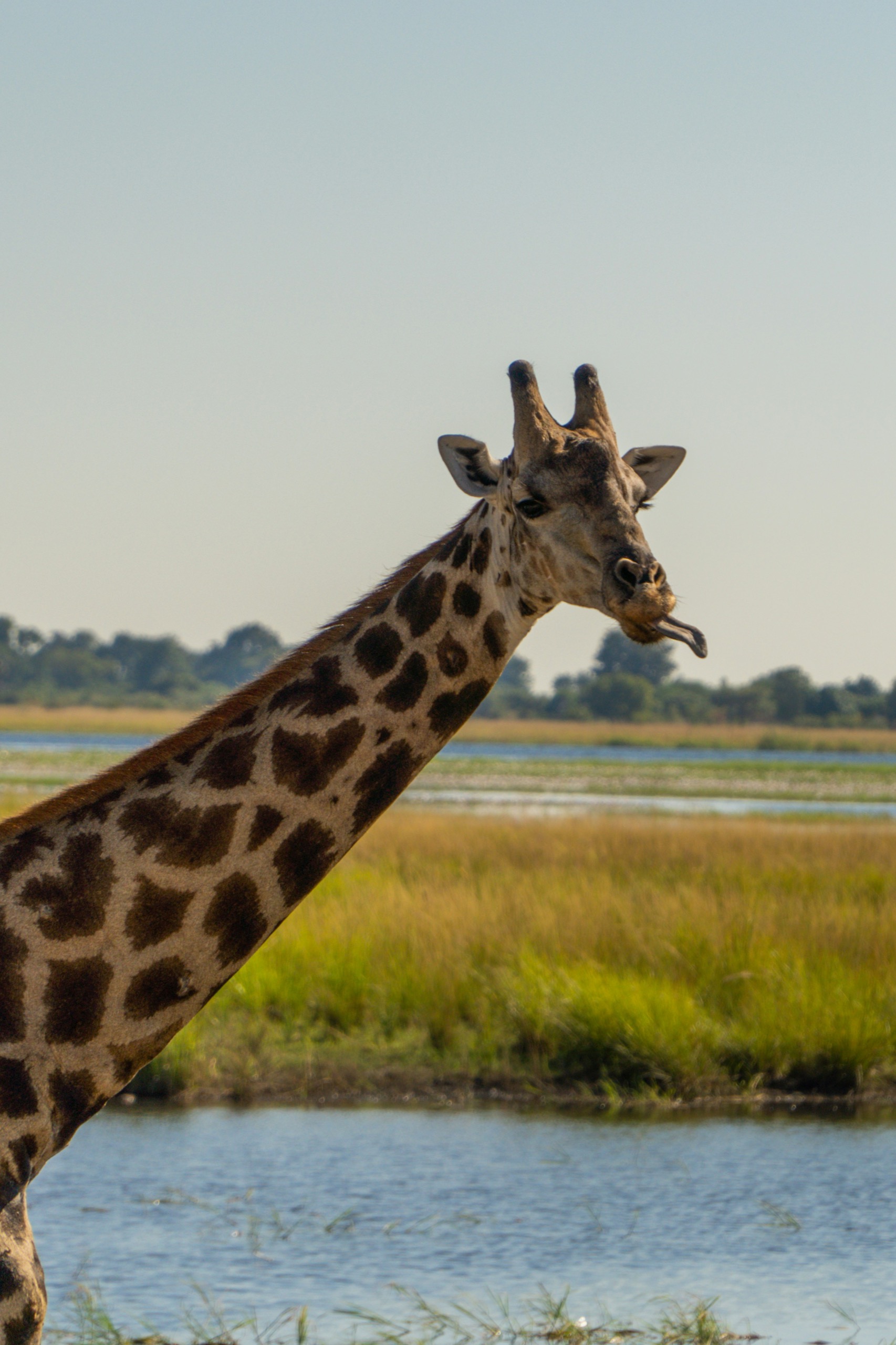 A giraffe's head and neck rise against a pale sky above a wide river and a green floodplain, its tongue out.