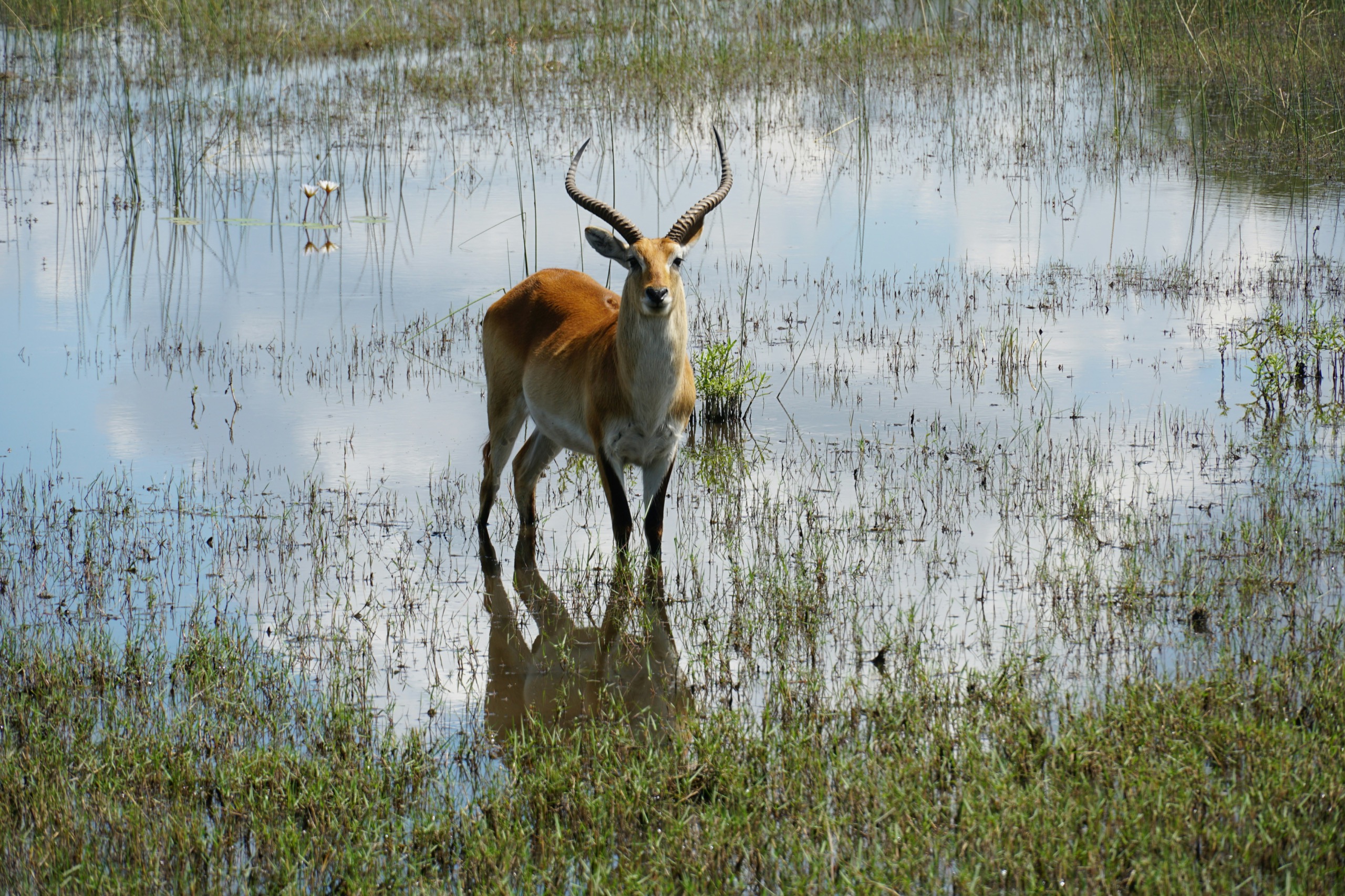 A red lechwe antelope stands in shallow floodplain water among reeds, with the sky reflected around its legs.