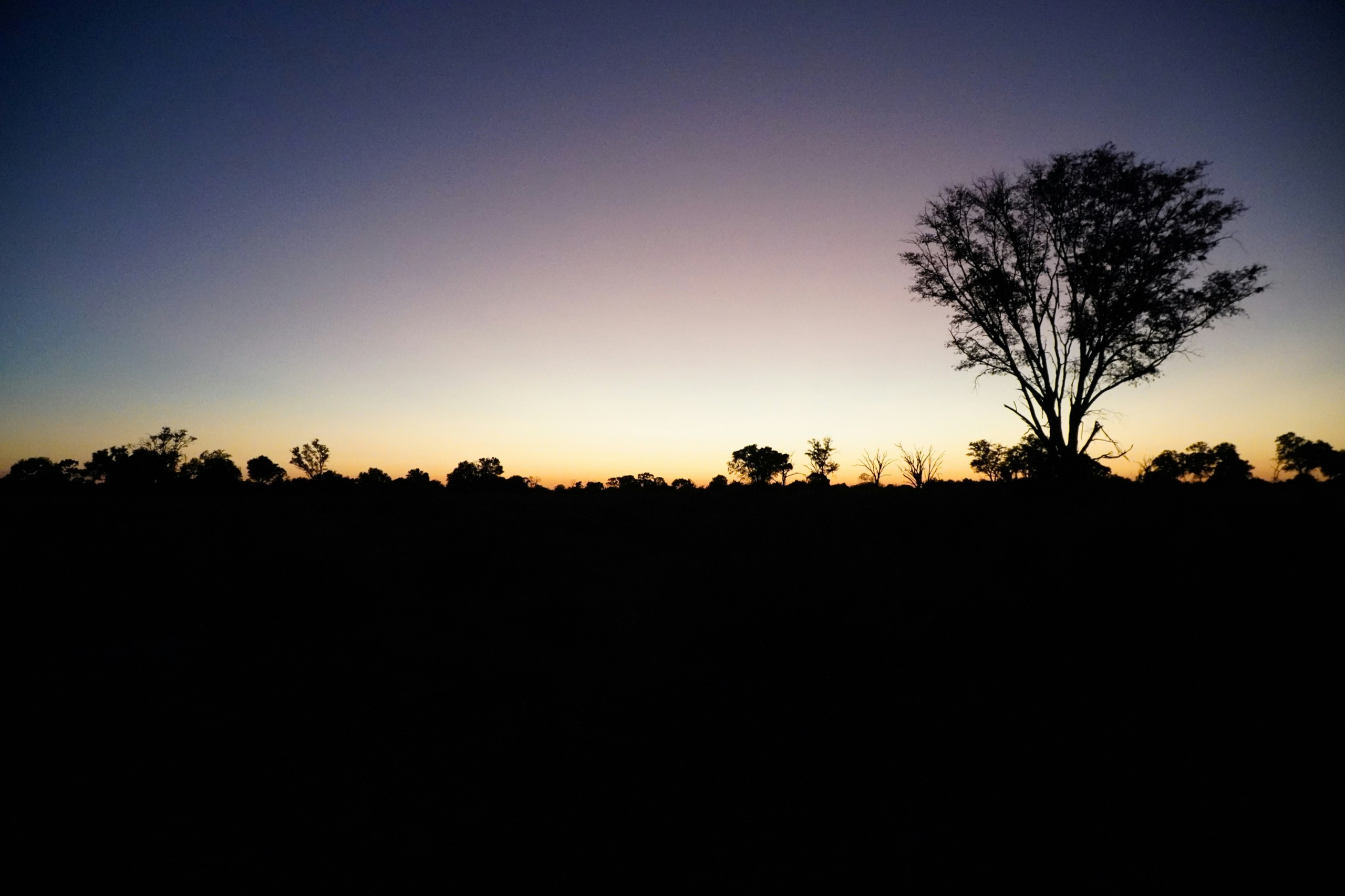 A single tree stands in silhouette against a violet and orange sky at dusk over dark, flat bush.