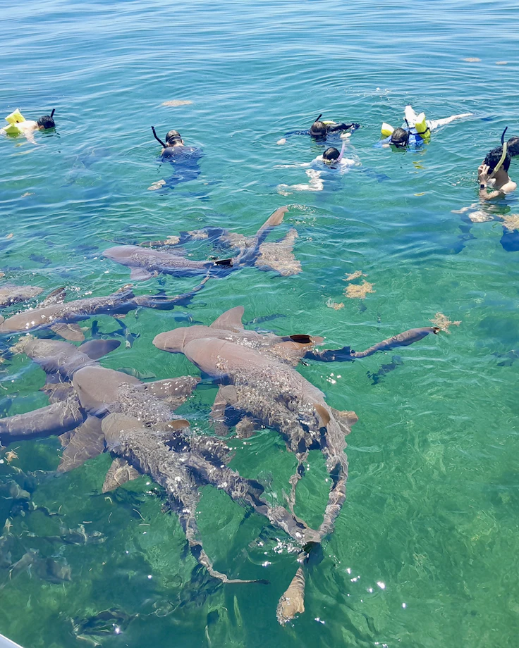 Students snorkel in clear turquoise water as nurse sharks gather beside the boat in Belize
