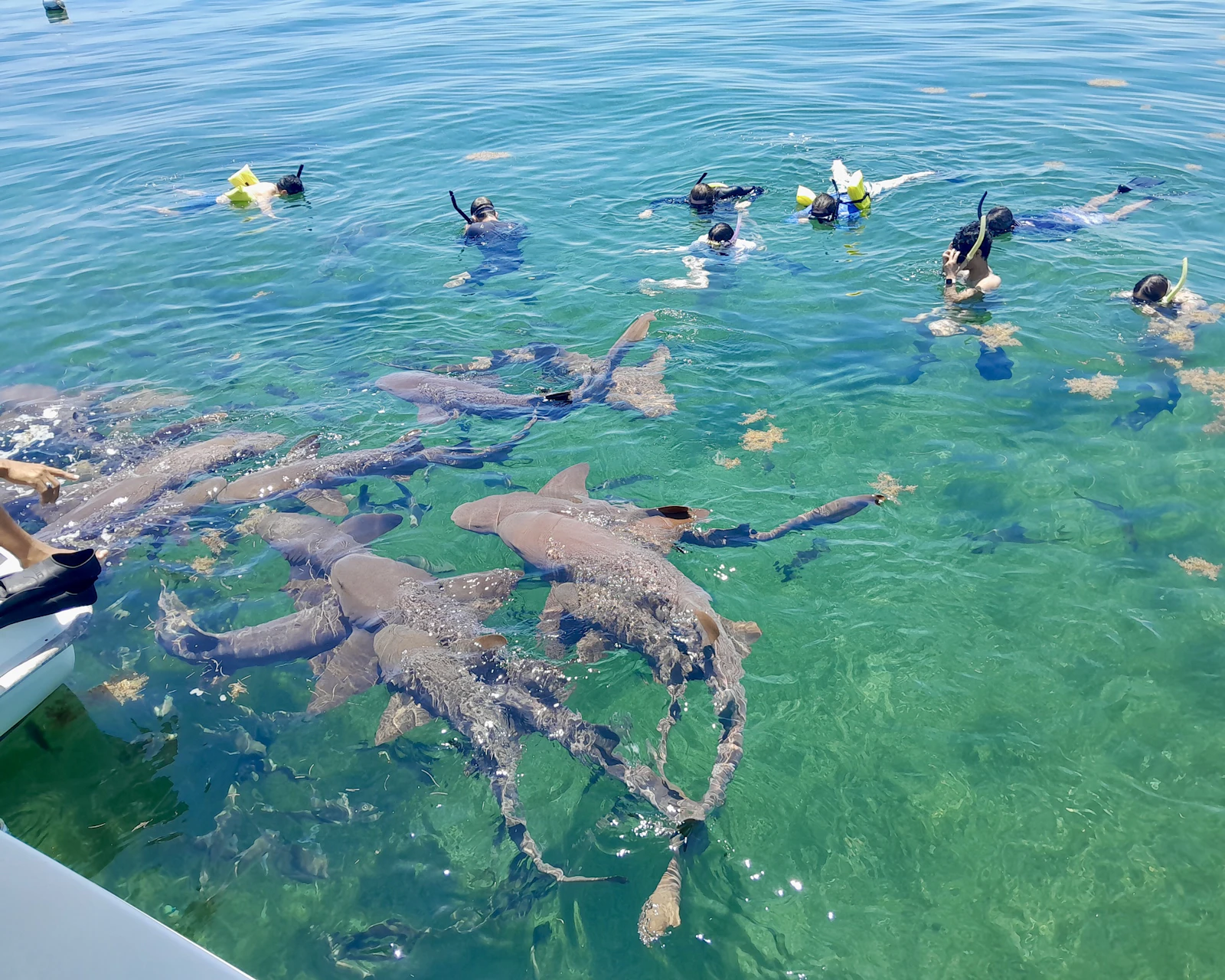 Students snorkel in clear turquoise water as nurse sharks gather beside the boat in Belize